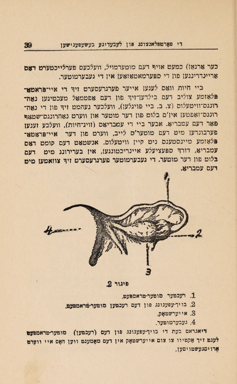 די פארפופלאנצונג פון לעבעדיגע בעשעפענישען 3*? כער אדגאז) כמעט אויר דעם מוטערמויל, װעלכעם פערלײבטערט דאס ארײ׳נדרינגעז פון די ספערמאםאזאעז איז די געבערמוטעה בײ חױת װאס לעגעז אײער פערגרעסערט זיך די אײ־פראטא־ פיצאזמע צוליב דעם ביצדעדזיר פוז דעם אפטמאל מעכטיגעז נאה- רונגס־װיטעלוס (צ. ב. בײ פויגלעז), װעלכער נעהמט זיר פון די נאה־ רונגס״זאפטעז איז׳ם בלוט פוז דער מוטער אוז װערט נא־הרונגם״שטאך פאר דעם עמבריא♦ אבער בײ די עמבריאם (זויג־חױת), װעלבע זענען פערבונדען מיט דעם מוטער׳ס לײב. װערט םוז דער אײ־פראטא־ פלאזמע מײנסטענס ניט גוײז װיטעלוס. אנשטאט דעם קומט דאס עמבריא, דורד םפעציעלע אײנריכטונגעז, איז בערירונג מיט דעם בלוט פוז דער מוטער. די געבערמוטער פערגרעסערט זיד צוזאטעז טיט דעם עמבדיא. * 3 פיגור 2 1. רעבטער םוטער־םראמפעט. 2. בויך־עפענוננ פון דעם רעכטען מוטער־טראמפעט. 3. אײערשטאק. 4. נעבערמוטער. דיאנראם בעת די בויך־עפענוננ פון דעם (רעכטען) מוטער-טראמפעםו לענט זיך אקטױו צל צום אייערשטאק אין דעם מאמענט װען חאס אײ װערט ^רויסנעשטויםען.