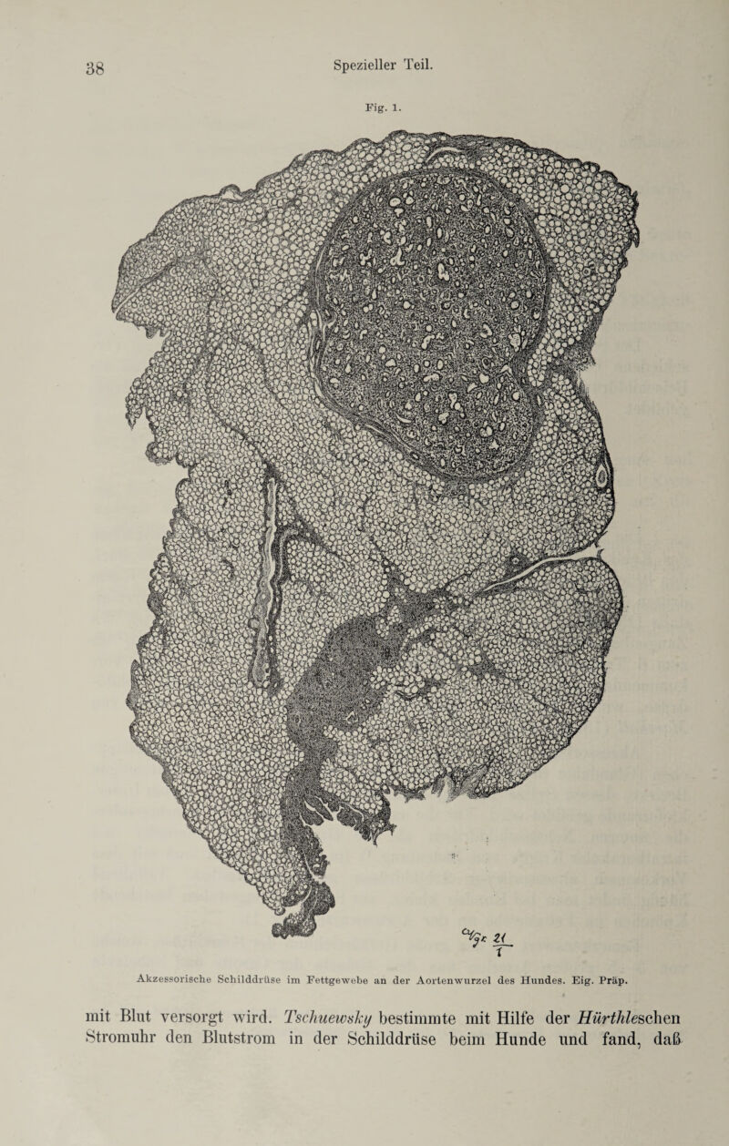 Fig. 1. Akzessorische Schilddrüse im Fettgewebe an der Aortenwurzel des Hundes. Eig. Präp. mit Blut versorgt wird. Tschuewsky bestimmte mit Hilfe der Hürthleschm Stromuhr den Blutstrom in der Schilddrüse beim Hunde und fand, daß