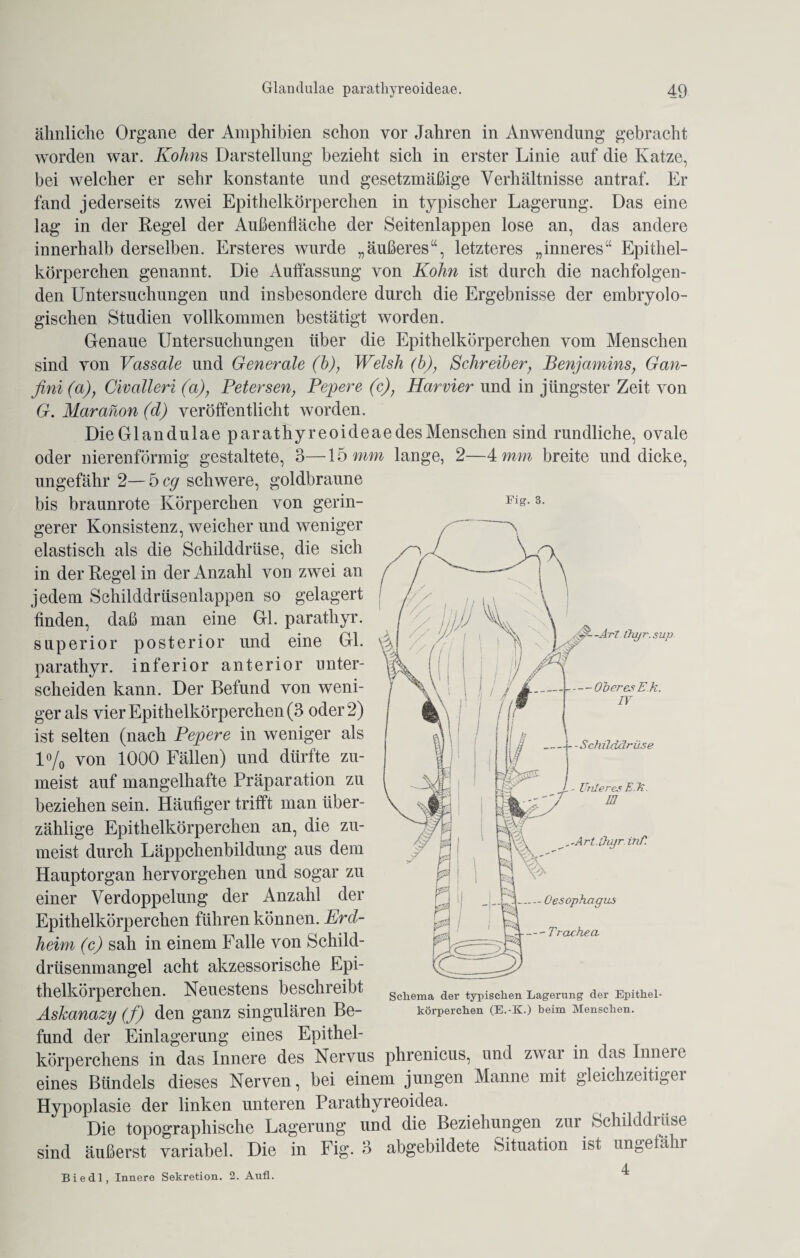 Fis. 3. ähnliche Organe der Amphibien schon vor Jahren in Anwendung gebracht worden war. Kohns Darstellung bezieht sich in erster Linie auf die Katze, bei welcher er sehr konstante und gesetzmäßige Verhältnisse antraf. Er fand jederseits zwei Epithelkörperchen in typischer Lagerung. Das eine lag in der Regel der Außenfläche der Seitenlappen lose an, das andere innerhalb derselben. Ersteres wurde „äußeres“, letzteres „inneres“ Epithel¬ körperchen genannt. Die Auflassung von Kohn ist durch die nachfolgen¬ den Untersuchungen und insbesondere durch die Ergebnisse der embryolo¬ gischen Studien vollkommen bestätigt worden. Genaue Untersuchungen über die Epithelkörperchen vom Menschen sind von Vassale und Generale (h), Welsh (b), Schreiber, Benjamins, Gan- fini(a), Civalleri (a), Petersen, Pepere (c), Harvier und in jüngster Zeit von G.Maranon(d) veröffentlicht worden. Die Glandulae parathyreoideae des Menschen sind rundliche, ovale oder nierenförmig gestaltete, 3—15 mm lange, 2—4 mm breite und dicke, ungefähr 2—heg schwere, goldbraune bis braunrote Körperchen von gerin¬ gerer Konsistenz, weicher und weniger elastisch als die Schilddrüse, die sich in der Regel in der Anzahl von zwei an jedem Schilddrüsenlappen so gelagert finden, daß man eine Gl. parathyr. superior posterior und eine Gl. parathyr. inferior anterior unter¬ scheiden kann. Der Befund von weni¬ ger als vier Epithelkörperchen (3 oder 2) ist selten (nach Pepere in weniger als 1% von 1000 Fällen) und dürfte zu¬ meist auf mangelhafte Präparation zu beziehen sein. Häufiger trifft man über¬ zählige Epithelkörperchen an, die zu¬ meist durch Läppchenbildung aus dem Hauptorgan hervorgehen und sogar zu einer Verdoppelung der Anzahl der Epithelkörperchen führen können. Erd¬ heim (c) sah in einem Falle von Schild¬ drüsenmangel acht akzessorische Epi¬ thelkörperchen. Neuestens beschreibt Askanazy (f) den ganz singulären Be¬ fund der Einlagerung eines Epithel¬ körperchens in das Innere des Nervus phrenicus, und zwai in das Innere eines Bündels dieses Nerven, bei einem jungen Manne mit gleichzeitiger Hypoplasie der linken unteren Parathyreoidea. Die topographische Lagerung und die Beziehungen zur Schilddrüse sind äußerst variabel. Die in Fig. 3 abgebildete Situation ist ungeläln Biedl, Innere Sekretion. 2. Aufl. A-Art Ihyr. sup r — Oberes Ek. IV i _4- - Schilddrüse Unteres Ek. in ,-Art.Üiyr. inf. k-i.-Oesophagus %—-Trachea, Schema der typischen Lagerung der Epithel¬ körperchen (E.-K.) beim Menschen.