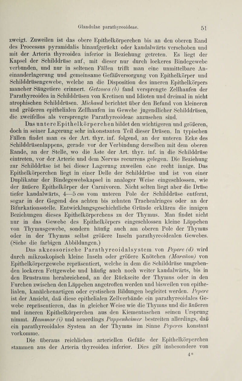 zweigt. Zuweilen ist das obere Epithelkörperchen bis an den oberen Rand des Processus pyramidalis hinaufgerückt oder kaudalwärts verschoben und mit der Arteria thyreoidea inferior in Beziehung getreten. Es liegt der Kapsel der Schilddrüse auf, mit dieser nur durch lockeres Bindegewebe verbunden, und nur in seltenen Fällen trifft man eine unmittelbare An¬ einanderlagerung und gemeinsame Gefäßversorgung von Epithelkörper und Schilddrüsengewebe, welche an die Disposition des inneren Epithelkörpers mancher Säugetiere erinnert. Getzowa (b) fand versprengte Zellhaufen der Parathyreoidea in Schilddrüsen von Kretinen und Idioten und dreimal in nicht atrophischen Schilddrüsen. Michaud berichtet über den Befund von kleineren und größeren epithelialen Zellhaufen im Gewebe jugendlicher Schilddrüsen, die zweifellos als versprengte Parathyreoideae anzusehen sind. Das untere Epithelkörperchen bildet den wichtigeren und größeren, doch in seiner Lagerung sehr inkonstanten Teil dieser Drüsen. In typischen Fällen findet man es der Art. thyr. inf. folgend, an der unteren Ecke des Schilddrüsenlappens, gerade vor der Verbindung derselben mit dem oberen Rande, an der Stelle, wo die Äste der Art. thyr. inf. in die Schilddrüse eintreten, vor der Arterie und dem Nervus recurrens gelegen. Die Beziehung zur Schilddrüse ist bei dieser Lagerung zuweilen eine recht innige. Das Epithelkörperchen liegt in einer Delle der Schilddrüse und ist von einer Duplikatur der Bindege webskapsel in analoger Weise eingeschlossen, wie der äußere Epithelkörper der Carnivoren. Nicht selten liegt aber die Drüse tiefer kaudalwärts, 4—5 cm vom unteren Pole der Schilddrüse entfernt, sogar in der Gegend des achten bis zehnten Trachealringes oder an der Bifurkationsstelle. Entwicklungsgeschichtliche Gründe erklären die innigen Beziehungen dieses Epithelkörperchens zu der Thymus. Man findet nicht nur in das Gewebe des Epithelkörpers eingeschlossen kleine Läppchen von Thymusgewebe, sondern häufig auch am oberen Pole der Thymus oder in der Thymus selbst größere Inseln parathyreoidealen Gewebes. (Siehe die farbigen Abbildungen.) Das akzessorische Parathyreoidalsystem von Pepere (d) wird durch mikroskopisch kleine Inseln oder größere Knötchen (Maranon) von Epithelkörpergewebe repräsentiert, welche in dem die Schilddrüse umgeben¬ den lockeren Fettgewebe und häufig auch noch weiter kaudalwärts, bis in den Brustraum herabreichend, an der Rückseite der Thymus oder in den Furchen zwischen den Läppchen angetrofien werden und bisweilen von epithe¬ lialen, kanälchenartigen oder cystischen Bildungen begleitet werden. Pepere ist der Ansicht, daß diese epithelialen Zellverbände ein parathyreoidales Ge¬ webe repräsentieren, das in gleicher Weise wie die Thymus und die äußeren und inneren Epithelkörperchen aus den Kiementaschen seinen Ursprung nimmt. Hammar (i) und neuerdings Pappenheimer bestreiten allerdings, daß ein parathyreoidales System an der Thymus im Sinne Peperes konstant vorkomme. Die überaus reichlichen arteriellen Gefäße der Epithelkörperchen stammen aus der Arteria thyreoidea inferior. Dies gilt insbesondere von 4*