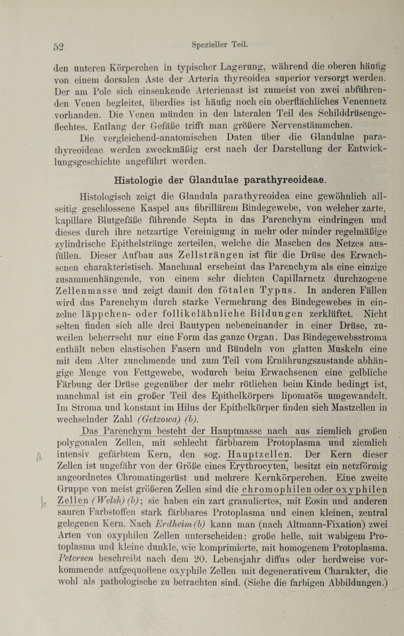 den unteren Körperchen in typischer Lagerung, während die oberen häutig von einem dorsalen Aste der Arteria thyreoidea superior versorgt werden. Der am Pole sich einsenkende Arterienast ist zumeist von zwei abführen¬ den Venen begleitet, überdies ist häufig noch ein oberflächliches Venennetz vorhanden. Die Venen münden in den lateralen Teil des Schilddrüsenge¬ flechtes. Entlang der Gefäße trifft man größere Nervenstämmchen. Die vergleichend-anatomischen Daten über die Glandulae para- thyreoideae werden zweckmäßig erst nach der Darstellung der Entwick¬ lungsgeschichte angeführt werden. Histologie der Glandulae parathyreoideae. Histologisch zeigt die Glandula parathyreoidea eine gewöhnlich all¬ seitig geschlossene Kaspel aus fibrillärem Bindegewebe, von welcher zarte, kapillare Blutgefäße führende Septa in das Parenchym eindringen und dieses durch ihre netzartige Vereinigung in mehr oder minder regelmäßige zylindrische Epithelstränge zerteilen, welche die Maschen des Netzes aus¬ füllen. Dieser Aufbau aus Zell st rängen ist für die Drüse des Erwach¬ senen charakteristisch. Manchmal erscheint das Parenchym als eine einzige zusammenhängende, von einem sehr dichten Capillarnetz durchzogene Zellenmasse und zeigt damit den fötalen Typus. In anderen Fällen wird das Parenchym durch starke Vermehrung des Bindegewebes in ein¬ zelne läppchen- oder follikelähnliche Bildungen zerklüftet. Nicht selten finden sich alle drei Bautypen nebeneinander in einer Drüse, zu¬ weilen beherrscht nur eine Form das ganze Organ. Das Bindegewebsstroma enthält neben elastischen Fasern und Bündeln von glatten Muskeln eine mit dem Alter zunehmende und zum Teil vom Ernährungszustände abhän¬ gige Menge von Fettgewebe, wodurch beim Erwachsenen eine gelbliche Färbung der Drüse gegenüber der mehr rötlichen beim Kinde bedingt ist, manchmal ist ein großer Teil des Epithelkörpers lipomatös umgewandelt. Im Stroma und konstant im Hilus der Epithelkörper finden sich Mastzellen in wechselnder Zahl (Getzowa) (b). Das Parenchym besteht der Hauptmasse nach aus ziemlich großen polygonalen Zellen, mit schlecht färbbarem Protoplasma und ziemlich intensiv gefärbtem Kern, den sog. Hauptzellen. Der Kern dieser Zellen ist ungefähr von der Größe eines Erythrocyten, besitzt ein netzförmig angeordnetes Chromatingerüst und mehrere Kernkörperchen. Eine zweite Gruppe von meist größeren Zellen sind die chromophilen oder oxyphilen Zellen (Welsh) (b)\ sie haben ein zart granuliertes, mit Eosin und anderen sauren Farbstoffen stark färbbares Protoplasma und einen kleinen, zentral gelegenen Kern. Nach Erdheim (b) kann man (nach Altmann-Fixation) zwei Arten von oxyphilen Zellen unterscheiden: große helle, mit wabigem Pro¬ toplasma und kleine dunkle, wie komprimierte, mit homogenem Protoplasma. Petersen beschreibt nach dem 20. Lebensjahr diffus oder herdweise vor¬ kommende aufgequollene oxyphile Zellen mit degenerativem Charakter, die wohl als pathologische zu betrachten sind. (Siehe die farbigen Abbildungen.)