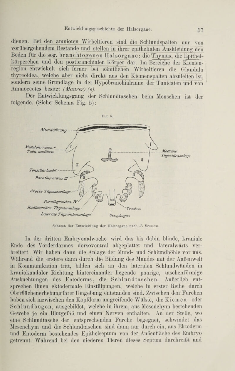 dienen. Bei den amnioten Wirbeltieren sind die Schlundspalten nur von vorübergehendem Bestände und stellen in ihrer epithelialen Auskleidung den Boden für die sog. branchiogenen Halsorgane: die Thymus, die Epithel¬ körperchen und den postbranchialen Körper dar. Im Bereiche der Kiemen¬ region entwickelt sich ferner bei sämtlichen Wirbeltieren die Glandula thyrcoidea, welche aber nicht direkt aus den Kiemenspalten abzuleiten ist, sondern seine Grundlage in der Hypobranchialrinne der Tunicaten und von Ämmoceotes besitzt (Maurer) (e). Der Entwicklungsgang der Schlundtaschen beim Menschen ist der folgende. (Siehe Schema Fig. 5): Fig. 5. AfundöfThung TönsiUarbucht ParaChgroidea IR-'' Mediane Thgro idea azdage Grosse Ttymusanlage - -' ' Par athgraide a. IV Jfoatimarilore Tftymusanlage Lalerale TJu/roideaanlage Trachea Oesophagus Schema der Entwicklung der Halsorgane nach J. Broman. In der dritten Embryonalwoche wird das bis dahin blinde, kraniale Ende des Vorderdarmes dorsoventral abgeplattet und lateralwärts ver¬ breitert. Wir haben dann die Anlage der Mund- und Schlundhöhle vor uns. Während die erstere dann durch die Bildung des Mundes mit der Außenwelt in Kommunikation tritt, bilden sich an den lateralen Schlundwänden in kraniokaudaler Richtung hintereinander liegende paarige, taschenförmige Ausbuchtungen des Entoderms, die Schlundtaschen. Äußerlich ent¬ sprechen ihnen ektodermale Einstülpungen, welche in erster Reihe durch Oberflächenerhebung ihrer Umgebung entstanden sind. Zwischen den Furchen haben sich inzwischen den Kopfdarm umgreifende Wülste, die Kiemen- oder Schlund bögen, ausgebildet, welche in ihrem, aus Mesenchym bestehenden Gewebe je ein Blutgefäß und einen Nerven enthalten. An der Stelle, wo eine Schlundtasche der entsprechenden Furche begegnet, schwindet das Mesenchym und die Schlundtaschen sind dann nur durch ein, aus Ektoderm und Entodenn bestehendes Epithelseptum von der Außenfläche des Embryo getrennt. Während bei den niederen Tieren dieses Septum durchreißt und