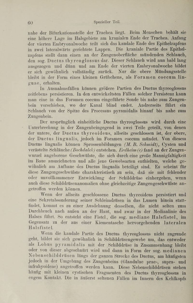 nahe der Bifurkationsstelle der Trachea liegt. Beim Menschen behält sie eine höhere Lage im Halsgebiete am kranialen Ende der Trachea. Anfang der vierten Embryonalwoche teilt sich das kaudale Ende des Epithelzapfens in zwei lateralwärts gerichtete Lappen. Die kraniale Partie des Epithel¬ zapfens stellt dann einen an der Zungenoberfläche mündenden Schlauch, den sog. Ductus thyreoglossus dar. Dieser Schlauch wird nun bald lang ausgezogen und dünn und am Ende der vierten Embryonalwoche bildet er sich gewöhnlich vollständig zurück. Nur die obere Mündungsstelle bleibt in der Form eines kleinen Grübchens, als Fora men coecum lin- guae, erhalten. In Ausnahmsfällen können größere Partien des Ductus thyreoglossus zeitlebens persistieren. In den entwickeltsten Fällen solcher Persistenz kann man eine in das Foramen coecum eingeführte Sonde bis nahe zum Zungen¬ bein vorschieben, wo der Kanal blind endet. Andrerseits führt ein Schlauch von der Spitze des Processus pyramidalis hinauf bis nahe zum Zungenbein. Der ursprünglich einheitliche Ductus thyreoglossus wird durch eine Unterbrechung in der Zungenbeingegend in zwei Teile geteilt, von denen der untere, der Ductus thyreoideus, allseits geschlossen ist, der obere, der Ductus lingualis, jedoch im Foramen coecum mündet. Von diesem Ductus lingualis können Sprossenbildungen (M. B. Schmidt), Cysten und verästelte Schläuche (Bochdalek) entstehen. Erdheim (c) fand an der Zungen¬ wurzel angeborene Geschwülste, die sich durch eine große Mannigfaltigkeit im Baue auszeichneten und alle jene Gewebsarten enthielten, welche ge¬ wöhnlich am Aufbaue des Ductus lingualis beteiligt sind. Es scheint für diese Zungengeschwülste charakteristisch zu sein, daß sie mit fehlender oder unvollkommener Entwicklung der Schilddrüse einhergehen, wenn auch diese Schilddrüsenanomalien ohne gleichzeitige Zungengeschwülste an- getroffen werden können. Wenn der allseits geschlossene Ductus thyreoideus persistiert und eine Sekretabsonderung seiner Schleimdrüsen in das Lumen hinein statt¬ findet, kommt es zu einer Ausdehnung desselben, die nicht selten zum Durchbruch nach außen an der Haut, und zwar in der Medianlinie des Halses führt. So entsteht eine Fistel, die sog. mediane Halsfistel, im Gegensatz zu der aus einer Kiementasche hervorgehenden lateralen Halsfistel. Wenn die kaudale Partie des Ductus thyreoglossus nicht zugrunde geht, bildet sie sich gewöhnlich in Schilddrüsengewebe um, das entweder als Lobus pyramidalis mit der Schilddrüse in Zusammenhang bleibt oder von dieser abgeschnürt wird und dann in Form der sog. medianen Nebenschilddrüsen längs der ganzen Strecke des Ductus, am häufigsten jedoch in der Umgebung des Zungenbeins (Glandulae prae-, supra- und inlrahyoideae) angetroffen werden kann. Diese Nebenschilddrüsen stehen häufig mit kleinen cystischen Fragmenten des Ductus thyreoglossus in engem Kontakt. Die in äußerst seltenen Fällen im Innern des Kehlkopfs