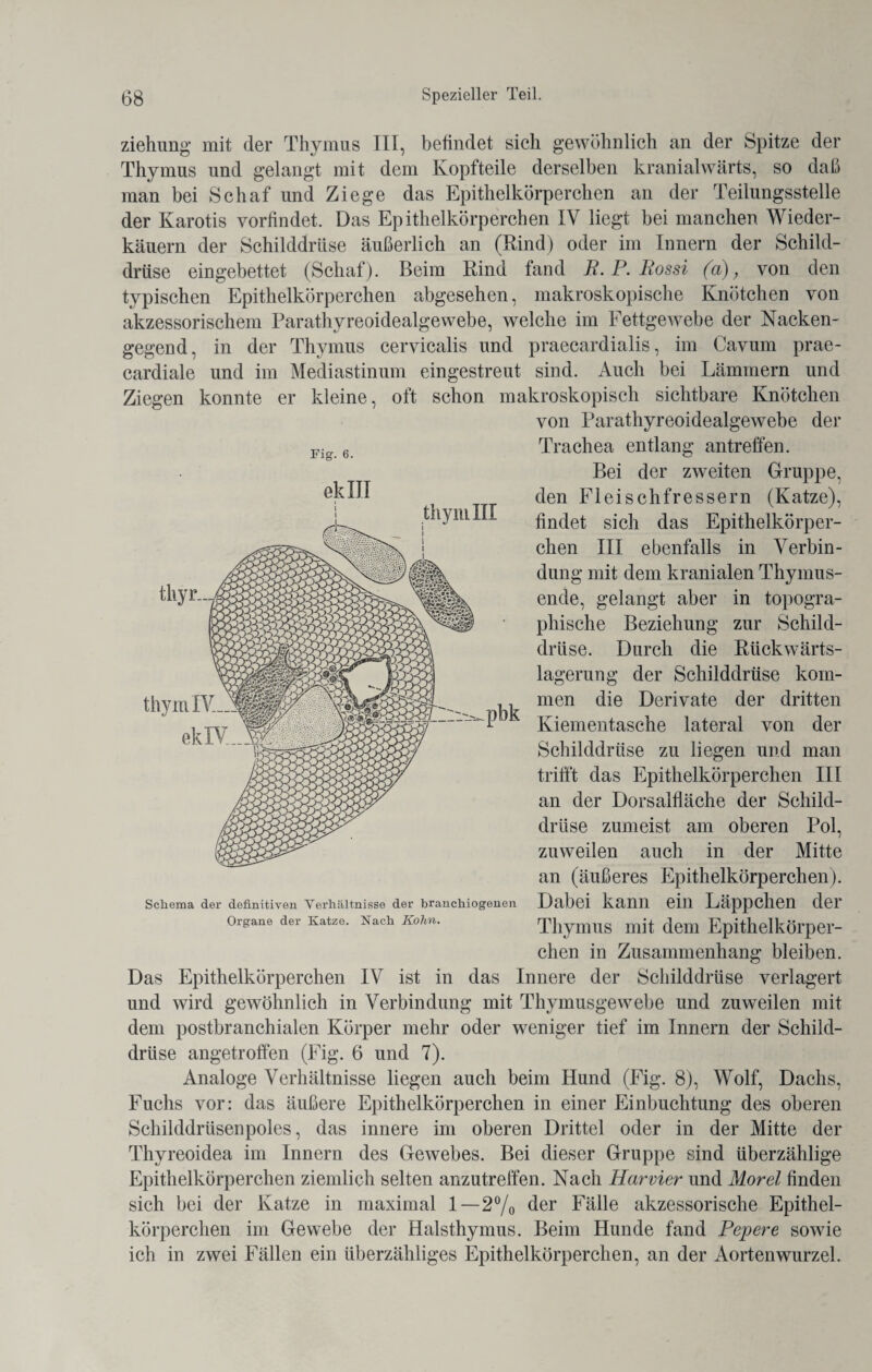 ziehung mit der Thymus III, befindet sich gewöhnlich an der Spitze der Thymus und gelangt mit dem Kopfteile derselben kranialwärts, so daß man bei Schaf und Ziege das Epithelkörperchen an der Teilungsstelle der Karotis vorfindet. Das Epithelkörperchen IV liegt bei manchen Wieder¬ käuern der Schilddrüse äußerlich an (Rind) oder im Innern der Schild¬ drüse eingebettet (Schaf). Beim Rind fand R. P. Rossi (d), von den typischen Epithelkörperchen abgesehen, makroskopische Knötchen von akzessorischem Parathyreoidealgewebe, welche im Fettgewebe der Nacken¬ gegend, in der Thymus cervicalis und praecardialis, im Cavum prae- cardiale und im Mediastinum eingestreut sind. Auch bei Lämmern und Ziegen konnte er kleine, oft schon makroskopisch sichtbare Knötchen von Parathyreoidealgewebe der Trachea entlang antreffen. Bei der zweiten Gruppe, den Fleischfressern (Katze), findet sich das Epithelkörper¬ chen III ebenfalls in Verbin¬ dung mit dem kranialen Thymus¬ ende, gelangt aber in topogra¬ phische Beziehung zur Schild¬ drüse. Durch die Rückwärts¬ lagerung der Schilddrüse kom¬ men die Derivate der dritten Kiementasche lateral von der Schilddrüse zu liegen und man trifft das Epithelkörperchen III an der Dorsalfläche der Schild¬ drüse zumeist am oberen Pol, zuweilen auch in der Mitte an (äußeres Epithelkörperchen). Dabei kann ein Läppchen der Thymus mit dem Epithelkörper¬ chen in Zusammenhang bleiben. Das Epithelkörperchen IV ist in das Innere der Schilddrüse verlagert und wird gewöhnlich in Verbindung mit Thymusgewebe und zuweilen mit dem postbranchialen Körper mehr oder weniger tief im Innern der Schild¬ drüse angetroffen (Fig. 6 und 7). Analoge Verhältnisse liegen auch beim Hund (Fig. 8), Wolf, Dachs, Fuchs vor: das äußere Epithelkörperchen in einer Einbuchtung des oberen Schilddrüsenpoles, das innere im oberen Drittel oder in der Mitte der Thyreoidea im Innern des Gewebes. Bei dieser Gruppe sind überzählige Epithelkörperchen ziemlich selten anzutreffen. Nach Har vier und Morel finden sich bei der Katze in maximal 1—2% der Fälle akzessorische Epithel¬ körperchen im Gewebe der Halsthymus. Beim Hunde fand Pepere sowie ich in zwei Fällen ein überzähliges Epithelkörperchen, an der Aortenwurzel. Piff. 6. thyr. thyrnlV ekXV ek IJI thyniIII Schema der definitiven Verhältnisse der branchiogenen Organe der Katze. Nach Kohn.