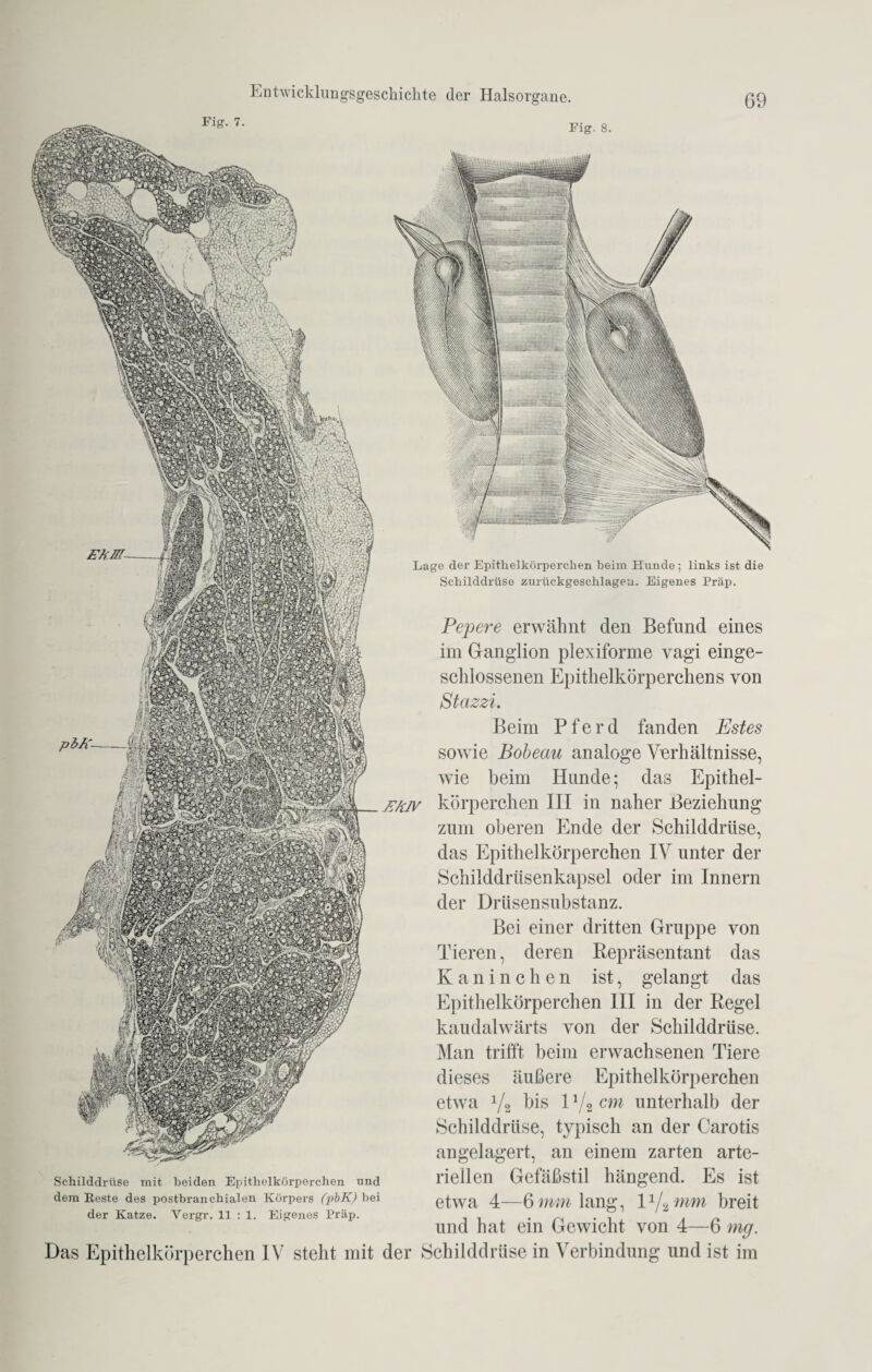 Fig. 8. Pepere erwähnt den Befund eines im Ganglion plexiforme vagi einge¬ schlossenen Epithelkörperchens von Stazzi. Beim Pferd fanden Estes sowie Bobeau analoge Verhältnisse, wie beim Hunde; das Epithel- j?/cjv körperchen III in naher Beziehung zum oberen Ende der Schilddrüse, das Epithelkörperchen IV unter der Schiiddrtisenkapsel oder im Innern der Drüsensubstanz. Bei einer dritten Gruppe von Tieren, deren Repräsentant das Kaninchen ist, gelangt das Epithelkörperchen III in der Regel kaudalwärts von der Schilddrüse. Man trifft beim erwachsenen Tiere dieses äußere Epithelkörperchen etwa y2 bis 11/% cm unterhalb der Schilddrüse, typisch an der Carotis angelagert, an einem zarten arte¬ riellen Gefäßstil hängend. Es ist etwa 4—6 mm lang, 1J/2 mm breit und hat ein Gewicht von 4—6 mg. Das Epithelkörperchen IV steht mit der Schilddrüse in Verbindung und ist im Schilddrüse mit beiden Epithelkörperchen und dem Beste des postbranchialen Körpers (pbK) bei der Katze. Vergr. 11 : 1. Eigenes Präp. Lage der Epithelkörperchen beim Hunde; links ist die Schilddrüse zurückgeschlageu. Eigenes Präp.