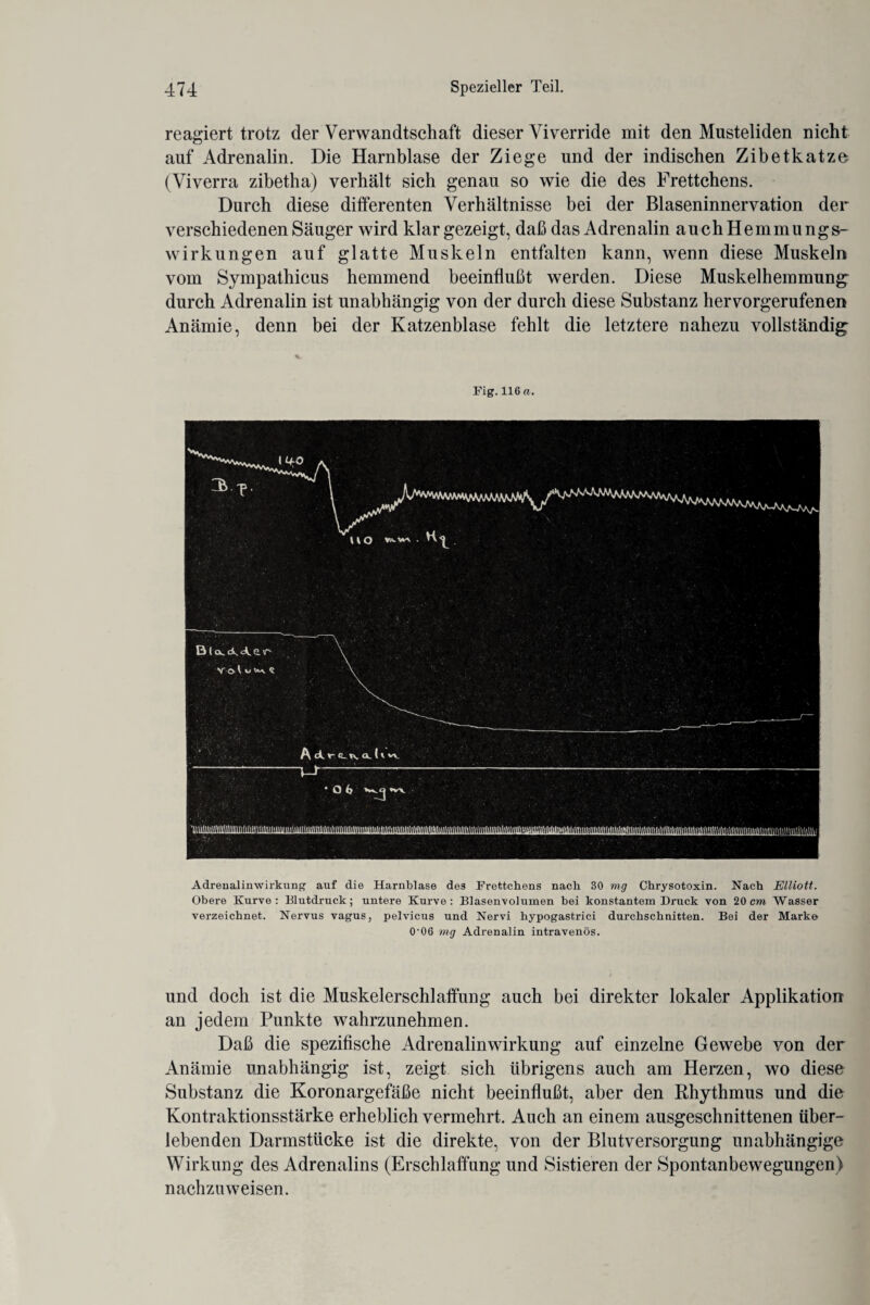 reagiert trotz der Verwandtschaft dieser Viverride mit den Musteliden nicht auf Adrenalin. Die Harnblase der Ziege und der indischen Zibetkatze (Viverra zibetha) verhält sich genau so wie die des Frettchens. Durch diese differenten Verhältnisse bei der Blaseninnervation der verschiedenen Säuger wird klar gezeigt, daß das Adrenalin auchHemmungs- wirkungen auf glatte Muskeln entfalten kann, wenn diese Muskeln vom Sympathicus hemmend beeinflußt werden. Diese Muskelhemmung durch Adrenalin ist unabhängig von der durch diese Substanz hervorgerufenen Anämie, denn bei der Katzenblase fehlt die letztere nahezu vollständig Fig.116 a. Adrenalinwirkung auf die Harnblase des Frettchens nach 30 mg Chrysotoxin. Nach Elliott. Obere Kurve: Blutdruck; untere Kurve: Blasenvolumen bei konstantem Druck von 20 cm Wasser verzeichnet. Nervus vagus, pelvicus und Nervi hypogastrici durchschnitten. Bei der Marke 0-06 mg Adrenalin intravenös. und doch ist die Muskelerschlaffung auch bei direkter lokaler Applikation an jedem Punkte wahrzunehmen. Daß die spezifische Adrenalinwirkung auf einzelne Gewebe von der Anämie unabhängig ist, zeigt sich übrigens auch am Herzen, wo diese Substanz die Koronargefäße nicht beeinflußt, aber den Rhythmus und die Kontraktionsstärke erheblich vermehrt. Auch an einem ausgeschnittenen über¬ lebenden Darmstücke ist die direkte, von der Blutversorgung unabhängige Wirkung des Adrenalins (Erschlaffung und Sistieren der Spontanbewegungen) nachzu weisen.