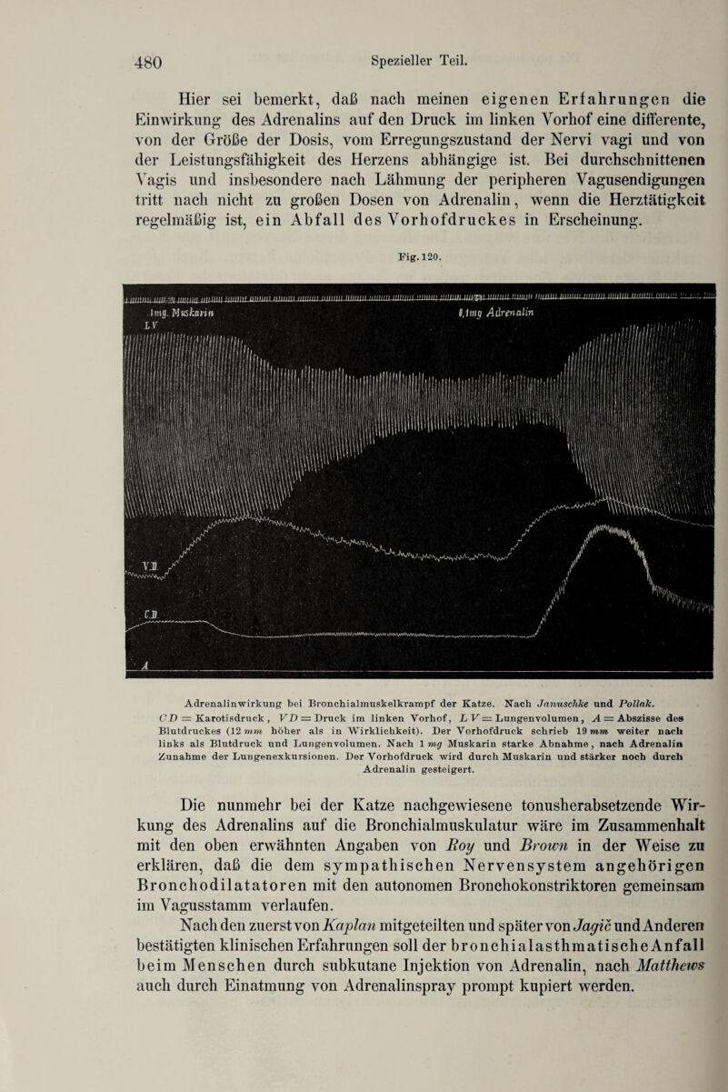 Hier sei bemerkt, daß nach meinen eigenen Erfahrungen die Einwirkung des Adrenalins auf den Druck im linken Vorhof eine differente, von der Größe der Dosis, vom Erregungszustand der Nervi vagi und von der Leistungsfähigkeit des Herzens abhängige ist. Bei durchschnittenen Yagis und insbesondere nach Lähmung der peripheren Vagusendigungen tritt nach nicht zu großen Dosen von Adrenalin, wenn die Herztätigkeit regelmäßig ist, ein Abfall des Vorhofdruckes in Erscheinung. Fig.120. Adrenalinwirkung bei Bronchialmuskelkrampf der Katze. Nach Januschke und Pollak. CD = Karotisdruck , FD = Druck im linken Vorhof, L V = Lungenvolumen , A — Abszisse des Blutdruckes (12 mm höher als in Wirklichkeit). Der Vorhofdruck schrieb 19 mm weiter nach links als Blutdruck und Lungenvolumen. Nach 1 mg Muskarin starke Abnahme, nach Adrenalin Zunahme der Lungenexkursionen. Der Vorhofdruck wird durch Muskarin und stärker noch durch Adrenalin gesteigert. Die nunmehr bei der Katze nachgewiesene tonusherabsetzende Wir¬ kung des Adrenalins auf die Bronchialmuskulatur wäre im Zusammenhalt mit den oben erwähnten Angaben von Roy und Brown in der Weise zu erklären, daß die dem sympathischen Nervensystem angehörigen Bronchodilatatoren mit den autonomen Bronchokonstriktoren gemeinsam im Vagusstamm verlaufen. Nach den zuerst von Kaplan mitgeteilten und später von Jagic und Anderen bestätigten klinischen Erfahrungen soll der bronchialasthmatischeAnfall beim Menschen durch subkutane Injektion von Adrenalin, nach Mattheivs auch durch Einatmung von Adrenalinspray prompt kupiert werden.