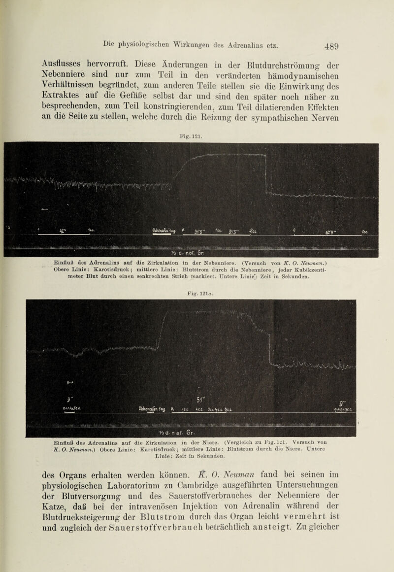 Ausflusses hervorruft. Diese Änderungen in der Blutdurchströmung der Nebenniere sind nur zum Teil in den veränderten hämodynamischen Verhältnissen begründet, zum anderen Teile stellen sie die Einwirkung des Extraktes auf die Gefäße selbst dar und sind den später noch näher zu besprechenden, zum Teil konstringierenden, zum Teil dilatierenden Effekten an die Seite zu stellen, welche durch die Reizung der sympathischen Nerven Fig.121. Einfluß des Adrenalins auf die Zirkulation in der Nebenniere. (Versuch von K. O. Neuman.) Obere Linie: Karotisdruck; mittlere Linie: Blutstrom durch die Nebenniere, jeder Kubikzenti¬ meter Blut durch einen senkrechten Strich markiert. Untere Linie’: Zeit in Sekunden. Fig.121«. Einfluß des Adrenalins auf die Zirkulation in der Niere. (Vergleich zu Fig. lzl. Versuch von K. O. Neuman.) Obere Linie: Karotisdruck; mittlere Linie: Blutstrom durch die Niere. Untere Linie: Zeit in Sekunden. des Organs erhalten werden können. K. 0. Neuman fand bei seinen im physiologischen Laboratorium zu Cambridge ausgeführten Untersuchungen der Blutversorgung und des Sauerstoffverbrauches der Nebenniere der Katze, daß bei der intravenösen Injektion von Adrenalin während der Blutdrucksteigerung der Blutstrom durch das Organ leicht vermehrt ist und zugleich der Sauerstoffverbrauch beträchtlich ansteigt. Zu gleicher