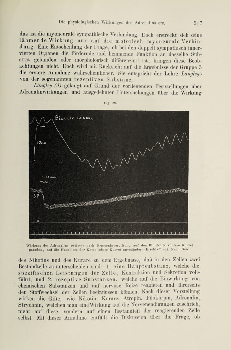das ist die myoneurale sympathische Verbindung. Doch erstreckt sich seine lähmende Wirkung nur aut die motorisch myoneurale Verbin¬ dung. Eine Entscheidung der Frage, ob bei den doppelt sympathisch inner- yierten Organen die fördernde und hemmende Funktion an dasselbe Sub¬ strat gebunden oder morphologisch differenziert ist, bringen diese Beob¬ achtungen nicht. Doch wird mit Rücksicht auf die Ergebnisse der Gruppe 3 die erstere Annahme wahrscheinlicher. Sie entspricht der Lehre Langleys von der sogenannten rezeptiven Substanz. Langley (d) gelangt auf Grund der vorliegenden Feststellungen über Adrenalinwirkungen und ausgedehnter Untersuchungen über die Wirkung Flg.126. Wirkung des Adrenalins (0'5 mg) nach Ergotoxinvergiftung auf den Blutdruck (untere Kurve) paradox, auf die Harnblase der Katze (obere Kurve) unverändert (Erschlaffung). Kach Dale. des Nikotins und des Kurare zu dein Ergebnisse, daß in den Zellen zwei Bestandteile zu unterscheiden sind: 1. eine Hauptsubstanz, welche die spezifischen Leistungen der Zelle, Kontraktion und Sekretion voll¬ führt, und 2. rezeptive Substanzen, welche auf die Einwirkung von chemischen Substanzen und auf nervöse Reize reagieren und ihrerseits den Stoffwechsel der Zellen beeinflussen können. Nach dieser orstellung wirken die Gifte, wie Nikotin, Kurare, Atropin, Pilokarpin, Adrenalin, Strychnin, welchen man eineWirkung auf die Nervenendigungen zuschrieb, nicht auf diese, sondern auf einen Bestandteil der reagierenden Zelle selbst. Mit dieser Annahme entfällt die Diskussion über die Frage, ob