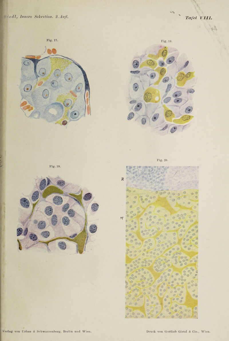 > Fig. 17. Tafel VIII. Fig.18. Fig.19. r 4 pE .- . .V.. ,«*-■ & © -3 1 J* _ • -*v ^ <**i , • , ... » /»/ 3 <P . £> “ ^ ** $ (js V' a ^ 1 <3 ,** rf» » -fi ' ••• ® • 'i -*' 5 '<aÄ t L'->. '■ S© .-, '•' «x >. ci> ® i* ; J ,, * * # ■» # Zf.tß. 'S