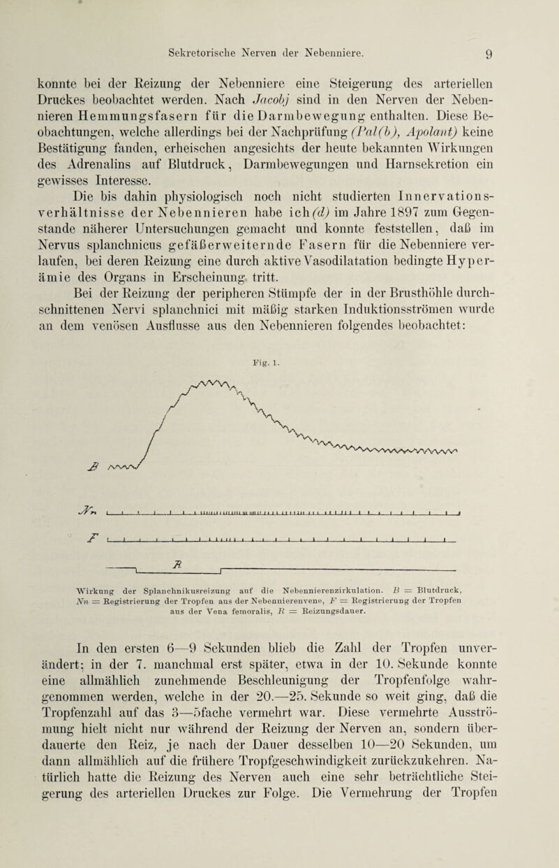 konnte bei der Reizung der Nebenniere eine Steigerung des arteriellen Druckes beobachtet werden. Nach Jcicobj sind in den Nerven der Neben¬ nieren Hemmungsfasern für die Darmbewegung enthalten. Diese Be¬ obachtungen, welche allerdings bei der Nachprüfung (Pal(b), Apolant) keine Bestätigung fanden, erheischen angesichts der heute bekannten Wirkungen des Adrenalins auf Blutdruck, Darmbewegungen und Harnsekretion ein gewisses Interesse. Die bis dahin physiologisch noch nicht studierten Innervations¬ verhältnisse der Nebennieren habe ich(d) im Jahre 1897 zum Gegen¬ stände näherer Untersuchungen gemacht und konnte feststellen, daß im Nervus splanchnicus gefäßerweiternde Fasern für die Nebenniere ver¬ laufen, bei deren Reizung eine durch aktive Vasodilatation bedingte Hyper¬ ämie des Organs in Erscheinung tritt. Bei der Reizung der peripheren Stümpfe der in der Brusthöhle durch¬ schnittenen Nervi splanchnici mit mäßig starken Induktionsströmen wurde an dem venösen Ausflusse aus den Nebennieren folgendes beobachtet: Fig.1. I_l_E_t_I_I_l.ij-iuiuiuihlui im11 11 i i ii i i in. i i i_il l_l l l_(_l_i i i l i ii r. t i i j t I i I i ii i i l i i i i t l i I tili i Wirkung der Splanchnikusreizung auf die Nebennierenzirkulation. B — Blutdruck, Nn — Registrierung der Tropfen aus der Nebennierenvene, F — Registrierung der Tropfen aus der Vena femoralis, R — Reizungsdauer. In den ersten 6—9 Sekunden blieb die Zahl der Tropfen unver¬ ändert; in der 7. manchmal erst später, etwa in der 10. Sekunde konnte eine allmählich zunehmende Beschleunigung der Tropfenfolge wahr¬ genommen werden, welche in der 20.—25. Sekunde so weit ging, daß die Tropfenzahl auf das 3—öfache vermehrt war. Diese vermehrte Ausströ¬ mung hielt nicht nur während der Reizung der Nerven an, sondern über¬ dauerte den Reiz, je nach der Dauer desselben 10—20 Sekunden, um dann allmählich auf die frühere Tropfgeschwindigkeit zurückzukehren. Na¬ türlich hatte die Reizung des Nerven auch eine sehr beträchtliche Stei¬ gerung des arteriellen Druckes zur Folge. Die Vermehrung der Tropfen