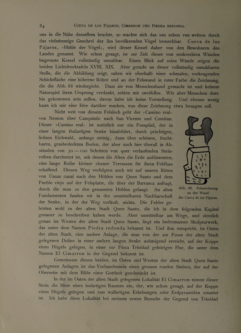 uns in die Nähe desselben brachte, so machte sich das uns schon von weitem durch das vielstimmige Geschrei der ihn bevölkernden Vögel bemerkbar. Cueva de los Päjaros, »Höhle der Vögel«, wird dieser Kessel daher von den Bewohnern des Landes genannt. Wie schon gesagt, ist zur Zeit dieser von senkrechten Wänden begrenzte Kessel vollständig unnahbar. Einen Blick auf seine Wände zeigen die beiden Lichtdrucktafeln XVIII, XIX. Aber gerade an dieser vollständig unnahbaren Stelle, die die Abbildung zeigt, sahen wir oberhalb einer schmalen, vorkragenden Schichtfläche eine hölzerne Röhre und an der Felswand in roter Farbe die Zeichnung, die die Abb. 88 wiedergiebt. Dass sie von Menschenhand gemacht ist und keinem Naturspiel ihren Ursprung verdankt, schien mir zweifellos. Wie aber Menschen dort¬ hin gekommen sein sollen, davon habe ich keine Vorstellung. Und ebenso wenig kann ich mir eine Idee darüber machen, was diese Zeichnung etwa besagen soll. Nicht weit von diesem Felsloch geht der »Camino real« von Nenton über Canquintic nach San Vicente und Comitan. Dieser »Camino real« ist natürlich nur ein Fusspfad, der in einer langen thalartigen Senke hinabführt, durch prächtigen, lichten Eichwald, anfangs steinig, dann über schönen, frucht¬ baren, grasbedeckten Boden, der aber auch hier überall in Ab¬ ständen von 50 —100 Schritten von quer verlaufenden Stein¬ reihen durchsetzt ist, mit denen die Alten die Erde aufdämmten, eine lange Reihe kleiner ebener Terrassen für ihren Feldbau schaffend. Diesen Weg verfolgten auch wir auf unsern Ritten von Uaxac canal nach den Höhlen von Ouen Santo und dem Pueblo viejo auf der Felsplatte, die über der Barranca aufragt, durch die man zu den genannten Höhlen gelangt. An alten Fundamenten fanden wir in der unmittelbaren Nachbarschaft der Senke, in der der Weg verläuft, nichts. Die Felder ge¬ hörten wohl zu der alten Stadt Ouen Santo, die ich in dem folgenden Kapitel genauer zu beschreiben haben werde. Aber unmittelbar am Wege, und ziemlich genau im Westen der alten Stadt Ouen Santo, liegt ein bedeutsames Skulpturwerk, das unter dem Namen Piedra redonda bekannt ist. Und ihm entspricht, im Osten der alten Stadt, eine andere Anlage, die man von der am Fusse der alten Stadt gelegenen Dohne in einer andern langen Senke aufsteigend erreicht, auf der Kuppe eines Hügels gelegen, in einer zur Finca Trinidad gehörigen Flur, die unter dem Namen El Cimarron in der Gegend bekannt ist. Gemeinsam diesen beiden, im Osten und Westen der alten Stadt Ouen Santo gelegenen Anlagen ist das Vorhandensein eines grossen runden Steines, der auf der Oberseite mit dem Bilde einer Gottheit geschmückt ist. In der im Osten der alten Stadt gelegenen Lokalität El Cimarron nimmt dieser Stein die Mitte eines hofartigen Raumes ein, der, wie schon gesagt, auf der Kuppe eines Hügels gelegen und von wallartigen Erhebungen oder Erdpyramiden umsetzt ist. Ich habe diese Lokalität bei meinem ersten Besuche der Gebend von Trinidad o Abb. 88. Felszeichnung an der Wand der Cueva de los Päjaros.