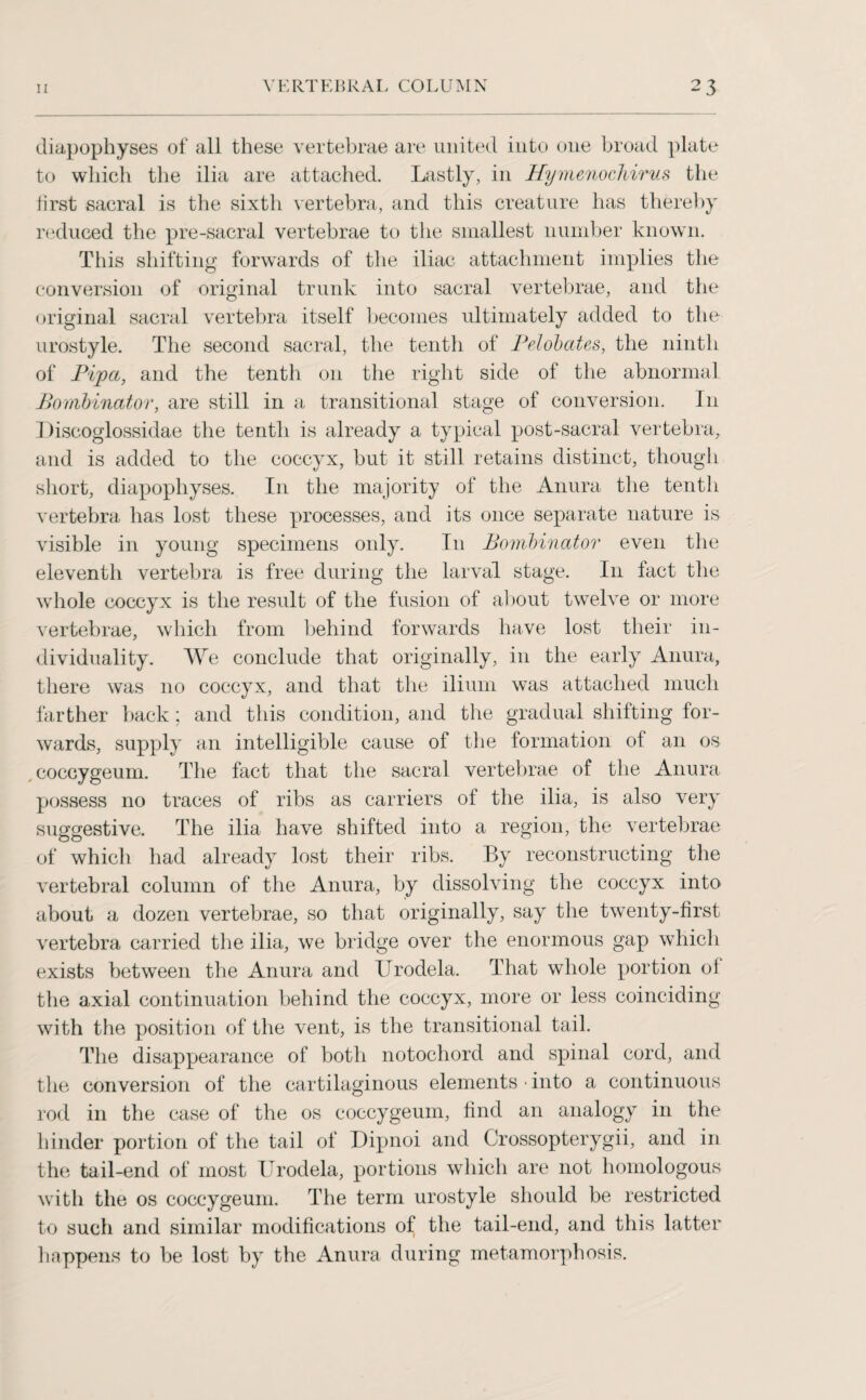 diapophyses of all these vertebrae are united into one broad plate to which the ilia are attached. Lastly, in Hymenochirus the first sacral is the sixth vertebra, and this creature has thereby reduced the pre-sacral vertebrae to the smallest number known. This shifting forwards of the iliac attachment implies the conversion of original trunk into sacral vertebrae, and the original sacral vertebra itself becomes ultimately added to the urostyle. The second sacral, the tenth of Pelobates, the ninth of Pip a, and the tenth on the right side of the abnormal Bombinator, are still in a transitional stage of conversion. I11 Discoglossidae the tenth is already a typical post-sacral vertebra, and is added to the coccyx, but it still retains distinct, though short, diapophyses. In the majority of the Anura the tenth vertebra has lost these processes, and its once separate nature is visible in young specimens only. I11 Bombinator even the eleventh vertebra is free during the larval stage. In fact the whole coccyx is the result of the fusion of about twelve or more vertebrae, which from behind forwards have lost their in¬ dividuality. We conclude that originally, in the early Anura, there was no coccyx, and that the ilium was attached much farther back; and this condition, and the gradual shifting for¬ wards, supply an intelligible cause of the formation of an os , coccygeum. The fact that the sacral vertebrae of the Anura possess no traces of ribs as carriers of the ilia, is also very suggestive. The ilia have shifted into a region, the vertebrae of which had already lost their ribs. By reconstructing the vertebral column of the Anura, by dissolving the coccyx into about a dozen vertebrae, so that originally, say the twenty-first vertebra carried the ilia, we bridge over the enormous gap which exists between the Anura and IJrodela. That whole portion of the axial continuation behind the coccyx, more or less coinciding with the position of the vent, is the transitional tail. The disappearance of both notochord and spinal cord, and the conversion of the cartilaginous elements • into a continuous rod in the case of the os coccygeum, find an analogy in the hinder portion of the tail of Dipnoi and Crossopterygii, and in the tail-end of most IJrodela, portions which are not homologous with the os coccygeum. The term urostyle should be restricted to such and similar modifications of the tail-end, and this latter happens to be lost by the Anura during metamorphosis.