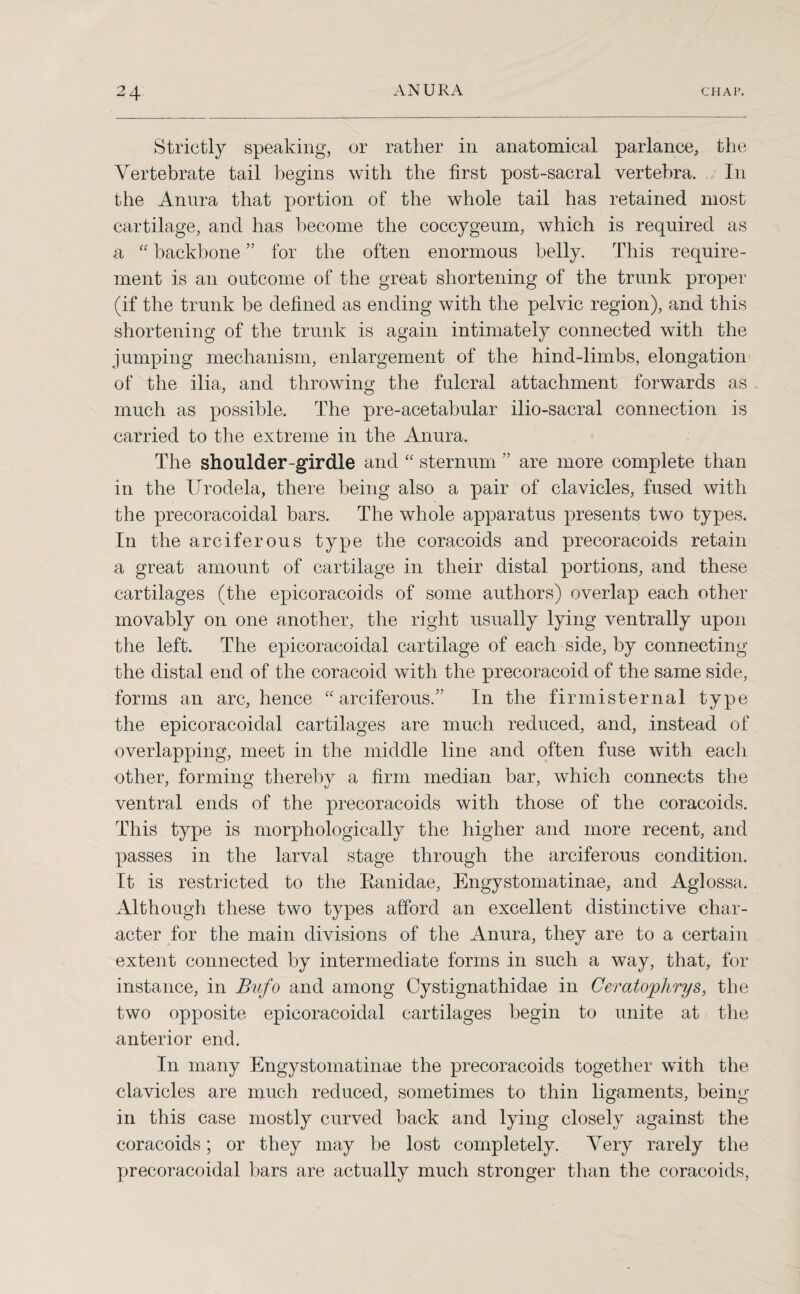 Strictly speaking, or rather in anatomical parlance, the Vertebrate tail begins with the first post-sacral vertebra. In the Anura that portion of the whole tail has retained most cartilage, and has become the coccygenm, which is required as a “ backbone ” for the often enormous belly. This require¬ ment is an outcome of the great shortening of the trunk proper (if the trunk be defined as ending with the pelvic region), and this shortening of the trunk is again intimately connected with the jumping mechanism, enlargement of the hind-limbs, elongation of the ilia, and throwing the fulcral attachment forwards as . much as possible. The pre-acetabular ilio-sacral connection is carried to the extreme in the Anura. The shoulder-girdle and “ sternum ” are more complete than in the Urodela, there being also a pair of clavicles, fused with the precoracoidal bars. The whole apparatus presents two types. In the arciferous type the coracoids and precoracoids retain a great amount of cartilage in their distal portions, and these cartilages (the epicoracoids of some authors) overlap each other movably on one another, the right usually lying ventrally upon the left. The epicoracoidal cartilage of each side, by connecting the distal end of the coracoid with the precoracoid of the same side, forms an arc, hence “arciferous.” In the fir mi sternal type the epicoracoidal cartilages are much reduced, and, instead of overlapping, meet in the middle line and often fuse with each other, forming thereby a firm median bar, which connects the ventral ends of the precoracoids with those of the coracoids. This type is morphologically the higher and more recent, and passes in the larval stage through the arciferous condition. It is restricted to the Ranidae, Engystomatinae, and Aglossa. Although these two types afford an excellent distinctive char¬ acter for the main divisions of the Anura, they are to a certain extent connected by intermediate forms in such a way, that, for instance, in Bufo and among Cystignathidae in Geratophrys, the two opposite epicoracoidal cartilages begin to unite at the anterior end. In many Engystomatinae the precoracoids together with the clavicles are much reduced, sometimes to thin ligaments, being in this case mostly curved back and lying closely against the coracoids; or they may be lost completely. Very rarely the precoracoidal bars are actually much stronger than the coracoids,