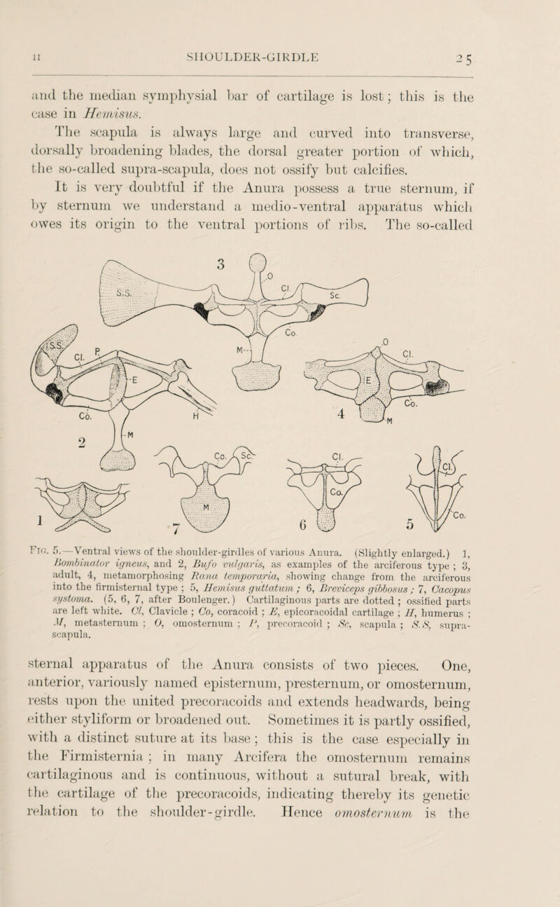 and the median symphysial bar of cartilage is lost; this is the case in Hemisus. The scapula is always large and curved into transverse, dorsally broadening blades, the dorsal greater portion of which, the so-called supra-scapula, does not ossify but calcifies. It is very doubtful if the Anura possess a true sternum, if by sternum we understand a medio-ventral apparatus which owes its origin to the ventral portions of ribs. The so-called Fir;. 5.—Ventral views of the shoulder-girdles of various Anura. (Slightly enlarged.) 1, Hombinator igneus, and 2, Bufo vulgaris, as examples of the arciferous type ; 3, adult, 4, metamorphosing JR ana temporaria, showing change from the arciferous into the firmisternal type ; 5, Hemisus guttatum ; 6, Breviceps gibbosus ; 7, Cacopus systoma. (5, 6, 7, after Boulenger.) Cartilaginous parts are dotted ; ossified parts are left white. Cl, Clavicle ; Co, coracoid ; E, epicoracoidal cartilage ; II, humerus ; M, metasternum ; 0, omosternum ; P, precoracoid ; Be, scapula ; B.B, supra- scapula. sternal apparatus of the Anura consists of two pieces. One, anterior, variously named episternum, presternum, or omosternum, rests upon the united precoracoids and extends headwards, being either styliform or broadened out. Sometimes it is partly ossified, with a distinct suture at its base; this is the case especially in the Firmisternia; in many Arcifera the omosternum remains cartilaginous and is continuous, without a sutural break, with the cartilage of the precoracoids, indicating thereby its genetic relation to the shoulder-girdle. Hence omosternum is the