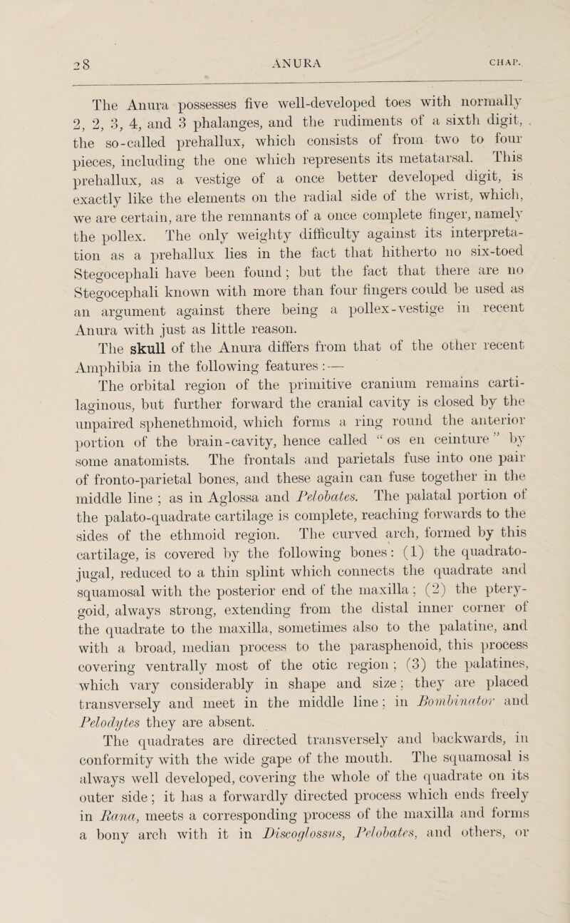 The Anura possesses five well-developed toes with normally 2, 2, 3, 4, and 3 phalanges, and the rudiments of a sixth digit, the so-called prehallux, which consists of from two to four pieces, including the one which represents its metatarsal. this prehallux, as a vestige of a once better developed digit, is exactly like the elements on the radial side oi the wrist, which, we are certain, are the remnants of a once complete finger, namely the pollex. The only weighty difficulty against its interpreta¬ tion as a prehallux lies in the fact that hitherto no six-toed Stegocephali have been found; but the lact that there are no Stegocephali known with more than four fingers could he used as an argument against there being a pollex-vestige in recent Anura with just as little reason. The skull of the Anura differs from that of the other recent Amphibia in the following features: The orbital region of the primitive cranium remains carti¬ laginous, but further forward the cranial cavity is closed by the unpaired sphenethmoid, which forms a ring round the anterior portion of the brain-cavity, hence called “os en ceinture ” by some anatomists. The frontals and parietals fuse into one pair of fronto-parietal bones, and these again can fuse together in the middle line ; as in Aglossa and Pelobates. The palatal portion of the palato-quadrate cartilage is complete, reaching forwards to the sides of the ethmoid region. The curved arch, formed by this cartilage, is covered by the following bones: (1) the quadrato- jugal, reduced to a thin splint which connects the quadrate and squamosal with the posterior end of the maxilla; (2) the ptery¬ goid, always strong, extending from the distal inner corner oi the quadrate to the maxilla, sometimes also to the palatine, and with a broad, median process to the parasphenoid, this process covering ventrally most of the otic region ; (3) the palatines, which vary considerably in shape and size; they are placed transversely and meet in the middle line; in Bonibinator and Pelodytes they are absent. The quadrates are directed transversely and backwards, in conformity with the wide gape of the mouth. The squamosal is always well developed, covering the whole oi the quadrate on its outer side; it has a forwardly directed process which ends freely in Bana, meets a corresponding process of the maxilla and forms a bony arch with it in Discoglossus, Pelobates, and others, or