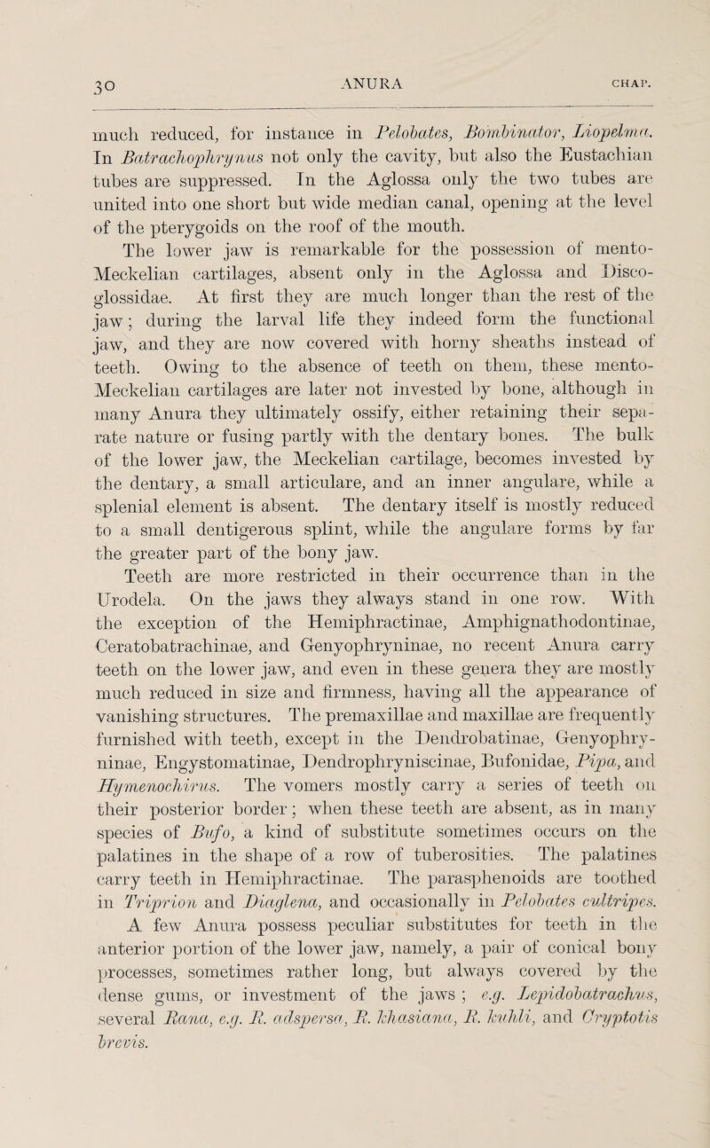 much reduced, for instance in Fdobates, Bombinator, Liopelma. In Batrachophrynus not only the cavity, but also the Eustachian tubes are suppressed. In the Aglossa only the two tubes are united into one short but wide median canal, opening at the level of the pterygoids on the roof of the mouth. The lower jaw is remarkable for the possession of mento- Meckelian cartilages, absent only in the Aglossa and Disco- glossidae. At first they are much longer than the rest of the jaw; during the larval life they indeed form the functional jaw, and they are now covered with horny sheaths instead of teeth. Owing to the absence of teeth on them, these mento- Meckelian cartilages are later not invested by bone, although in many Anura they ultimately ossify, either retaining their sepa¬ rate nature or fusing partly with the dentary bones. The bulk of the lower jaw, the Meckelian cartilage, becomes invested by the dentary, a small articulare, and an inner angulare, while a splenial element is absent. The dentary itself is mostly reduced to a small dentigerous splint, while the angulare forms by far the greater part of the bony jaw. Teeth are more restricted in their occurrence than in the Urodela. On the jaws they always stand in one row. With the exception of the Hemiphractinae, Amphignathodontinae, Ceratobatrachinae, and Genyophryninae, no recent Anura carry teeth on the lower jaw, and even in these genera they are mostly much reduced in size and firmness, having all the appearance of vanishing structures. The premaxillae and maxillae are frequently furnished with teeth, except in the Dendrobatinae, Genyophry¬ ninae, Engystomatinae, Dendrophryniscinae, Bufonidae, Pipa, and Hymenoehirus. The vomers mostly carry a series of teeth on their posterior border; when these teeth are absent, as in many species of Bufo, a kind of substitute sometimes occurs on the palatines in the shape of a row of tuberosities. The palatines carry teeth in Hemiphractinae. The parasphenoids are toothed in Triprion and Diaglena, and occasionally in Pelobates cultripcs. A few Anura possess peculiar substitutes for teeth in the anterior portion of the lower jaw, namely, a pair of conical bony processes, sometimes rather long, but always covered by the dense gums, or investment of the jaws ; e.g. Lepidobatrachus, several Bccna, e.g. B. adspersa, B. hhasiana, B. kuhli, and Cryptotis brevis.