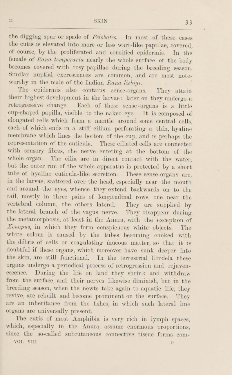 the digging spur or spade of Pelobates. In most of these cases the cutis is elevated into more or less wart-like papillae, covered, of course, by the proliferated and eornified epidermis. In the female of Eana temp or aria nearly the whole surface of the body becomes covered with rosy papillae during the breeding season. Similar nuptial excrescences are common, and are most note¬ worthy in the male of the Indian liana liebigi. The epidermis also contains sense-organs. They attain their highest development in the larvae; later on they undergo a retrogressive change. Each of these sense-organs is a little cup-shaped papilla, visible to the naked eye. It is composed of elongated cells which form a mantle around some central cells, each of which ends in a stiff cilium perforating a thin, hyaline membrane which lines the bottom of the cup, and is perhaps the representation of the cuticula. These ciliated cells are connected with sensory fibres, the nerve entering at the bottom of the whole organ. The cilia are in direct contact with the water, but the outer rim of the whole apparatus is protected by a short tube of hyaline cuticula-like secretion. These sense-organs are, in the larvae, scattered over the head, especially near the mouth and around the eyes, whence they extend backwards on to the tail, mostly in three pairs of longitudinal rows, one near the vertebral column, the others lateral. They are supplied by the lateral branch of the vagus nerve. They disappear during the metamorphosis, at least in the Anura, with the exception of Xenopus, in which they form conspicuous white objects. The white colour is caused by the tubes becoming choked with the debris of cells or coagulating mucous matter, so that it is doubtful if these organs, which moreover have sunk deeper into the skin, are still functional. In the terrestrial Urodela these organs undergo a periodical process of retrogression and rejuven¬ escence. During the life on land they shrink and withdraw from the surface, and their nerves likewise diminish, but in the breeding season, when the newts take again to aquatic life, they revive, are rebuilt and become prominent on the surface. They are an inheritance from the fishes, in which such lateral line organs are universally present. The cutis of most Amphibia is very rich in lymph-spaces, which, especially in the Anura, assume enormous proportions, since the so-called subcutaneous connective tissue forms eom- VOL. VIII D