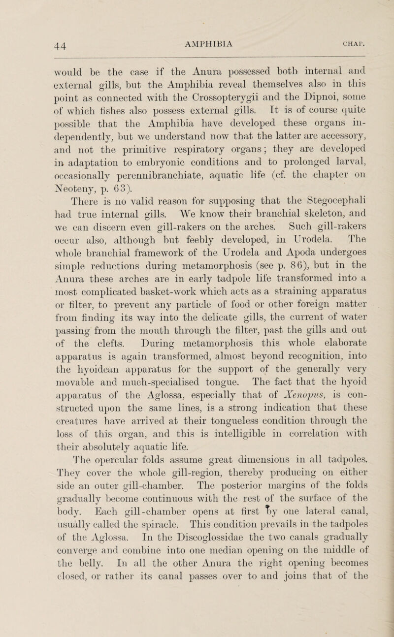 would be the case if the Anura possessed both internal and external gills, but the Amphibia reveal themselves also in this point as connected with the Crossopterygii and the Dipnoi, some of which fishes also possess external gills. It is of course quite possible that the Amphibia have developed these organs in¬ dependently, but we understand now that the latter are accessory, and not the primitive respiratory organs; they are developed in adaptation to embryonic conditions and to prolonged larval, occasionally perennibranchiate, aquatic life (cf. the chapter on hteoteny, p. 63). There is no valid reason for supposing that the Stegocephali had true internal gills. We know their branchial skeleton, and we can discern even gill-rakers on the arches. Such gill-rakers occur also, although but feebly developed, in Urodela. The whole branchial framework of the Urodela and Apoda. undergoes simple reductions during metamorphosis (see p. 86), but in the Anura these arches are in early tadpole life transformed into a most complicated basket-work which acts as a straining apparatus or filter, to prevent any particle of food or other foreign matter from finding its way into the delicate gills, the current of water passing from the mouth through the filter, past the gills and out of the clefts. During metamorphosis this whole elaborate apparatus is again transformed, almost beyond recognition, into the hyoidean apparatus for the support of the generally very movable and much-specialised tongue. The fact that the hyoid apparatus of the Aglossa, especially that of Xenopus, is con¬ structed upon the same lines, is a strong indication that these creatures have arrived at their tongueless condition through the loss of this organ, and this is intelligible in correlation with their absolutely aquatic life. The opercular folds assume great dimensions in all tadpoles. They cover the whole gill-region, thereby producing on either side an outer gill-chamber. The posterior margins of the folds gradually become continuous with the rest of the surface of the body. Each gill-chamber opens at first T>y one lateral canal, usually called the spiracle. This condition prevails in the tadpoles of the Aglossa. In the Discoglossidae the two canals gradually converge and combine into one median opening on the middle of the belly. In all the other Anura the right opening becomes closed, or rather its canal passes over to and joins that of the