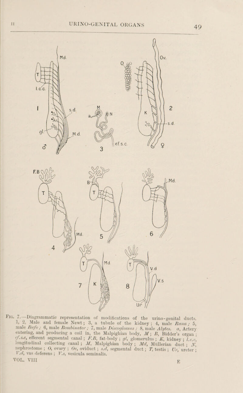 49 Lie. i. Diagrammatic representation of modifications of the urino-genital ducts. 1, 2. Male and female Newt; 3, a tubule of the kidney; 4, male Rana; 5, male liufo; 6, male Bombinator ; 7, male Discoglossus ; 8, male Alytes. a, Artery entering, and producing a coil in, the Malpighian body, M; B, Bidder’s organ ; efferent segmental canal ; F.B, fat-body ; gl, glomerulus ; K, kidney ; l.c.c\ longitudinal collecting canal ; M, Malpighian body ; Aid, Mullerian duct ; JY, nephrostome ; 0, ovary ; Ov, oviduct ; s.d, segmental duct; T, testis ; Ur, ureter ; I .cl, vas deferens ; V.s, vesicula seminalis. VOL. VIII E