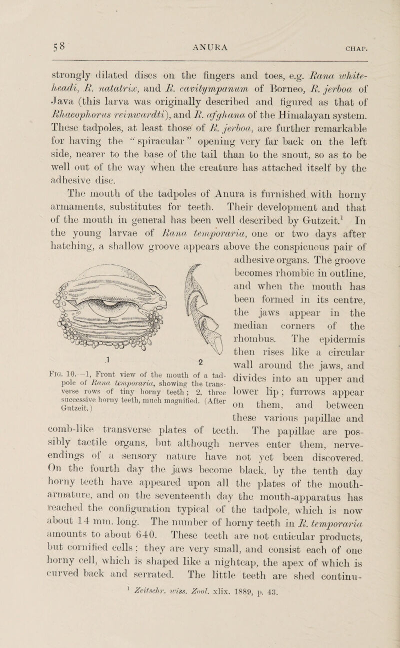 - iiiiii ‘JililJlh I T Q <1mil -WZ-Z^'-Z-yZc &cT strongly dilated discs on the fingers and toes, e.g. Rana white- headi, R. natatrix, and R. cavitympamcm of Borneo, R. jerboa of Java (this larva was originally described and figured as that of Rhacophorus reinwardti), and R. afghana of the Himalayan system. These tadpoles, at least those of R. jerboa, are further remarkable for having the “ spiracular ” opening very far back on the left side, nearer to the base of the tail than to the snout, so as to be well out of the way when the creature has attached itself by the adhesive disc. The mouth of the tadpoles of Anura is furnished with horny armaments, substitutes for teeth. Their development and that of the mouth in general has been well described by Gutzeit.1 In the young larvae of Rana temporaria, one or two days after hatching, a shallow groove appears above the conspicuous pair of adhesive organs. The groove becomes rhombic in outline, and when the mouth has been formed in its centre, the jaws appear in the median corners of the rhombus. The epidermis then rises like a circular wall around the jaws, and Fig. 10.—1, Front view of the mouth of a tad- divides into an mmer and pole ol liana temporaria, showing the trans- II verse rows of tiny horny teeth; 2, three lower lip ; fuiTOWS appear successive horny teeth, much magnified. (After nlnj i u. Gutzeit.) 011 them, and between these various papillae and comb-like transverse plates of teeth. The papillae are pos¬ sibly tactile organs, but although nerves enter them, nerve- endings of a sensory nature have not yet been discovered. On the tourth day the jaws become black, by the tenth day horny teeth have appeared upon all the plates of the mouth- armature, and on the seventeenth day the mouth-apparatus lias reached the configuration typical of the tadpole, which is now about 1 4 mm. long. The number ol horny teeth in R. temporaria amounts to about 640. These teeth are not cuticular products, but cornified cells ; they are very small, and consist each of one horny cell, which is shaped like a nightcap, the apex of which is curved back and serrated. The little teeth are shed continu- .1 1 5