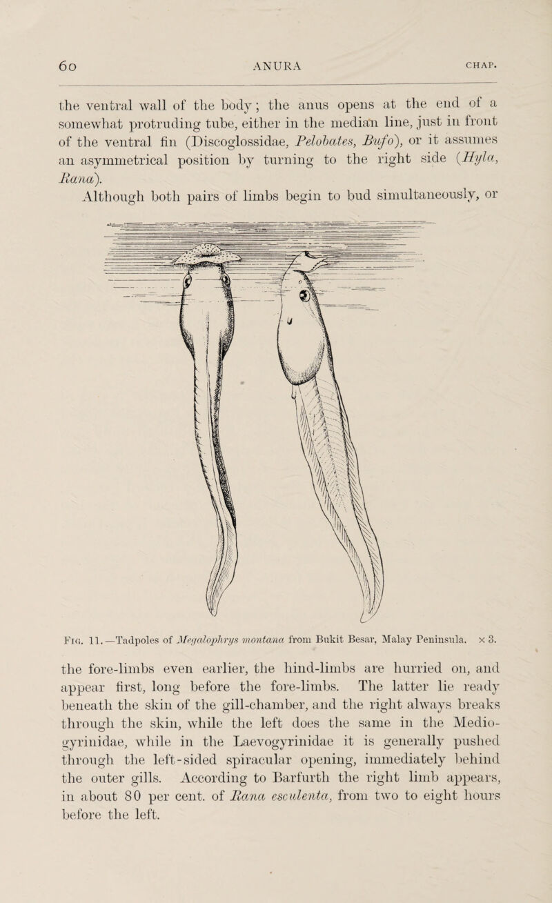 the ventral wall of the body; the anus opens at the end of a somewhat protruding tube, either in the median line, just in front of the ventral fin (Discoglossidae, Pelobates, Bufo), or it assumes an asymmetrical position by turning to the right side (Hyla, liana). Although both pairs of limbs begin to bud simultaneously, or Fig. 11.—Tadpoles of Megalophrys montana from Bukit Besar, Malay Peninsula, x 3. the fore-limbs even earlier, the hind-limbs are hurried on, and appear first, long before the fore-limbs. The latter lie ready beneath the skin of the gill-chamber, and the right always breaks through the skin, while the left does the same in the Medio- gyrinidae, while in the Laevogyrinidae it is generally pushed through the left-sided spiracular opening, immediately behind the outer gills. According to Barfurtli the right limb appears, in about 80 per cent, of Rana esculenta, from two to eight hours before the left.