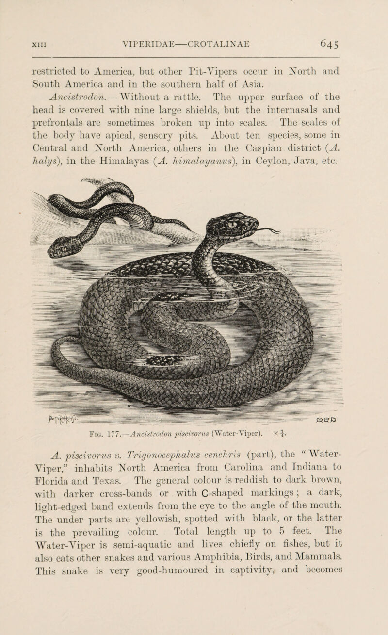 restricted to America, but other Pit-Vipers occur in North and South America and in the southern half of Asia. Ancistrodon.—Without a rattle. The upper surface of the head is covered with nine large shields, but the inter nasals and prefrontals are sometimes broken up into scales. The scales of the body have apical, sensory pits. About ten species, some in Central and North America, others in the Caspian district (A. ludys), in the Himalayas (A. himcdayanus), in Ceylon, Java, etc. Fig. 177.—Ancistrodon piscivorus {Water-Viper). x A. piscivorus s. Trigonoceplicdus cenchris (part), the “Water- Viper,” inhabits North America from Carolina and Indiana to Florida and Texas. The general colour is reddish to dark brown, with darker cross-bands or with C-shaped markings ; a dark, light-edged band extends from the eye to the angle of the mouth. The under parts are yellowish, spotted with black, or the latter is the prevailing colour. Total length up to 5 feet. The Water-Viper is semi-aquatic and lives chiefly on fishes, but it also eats other snakes and various Amphibia, Birds, and Mammals. This snake is very good-humoured in captivity, and becomes