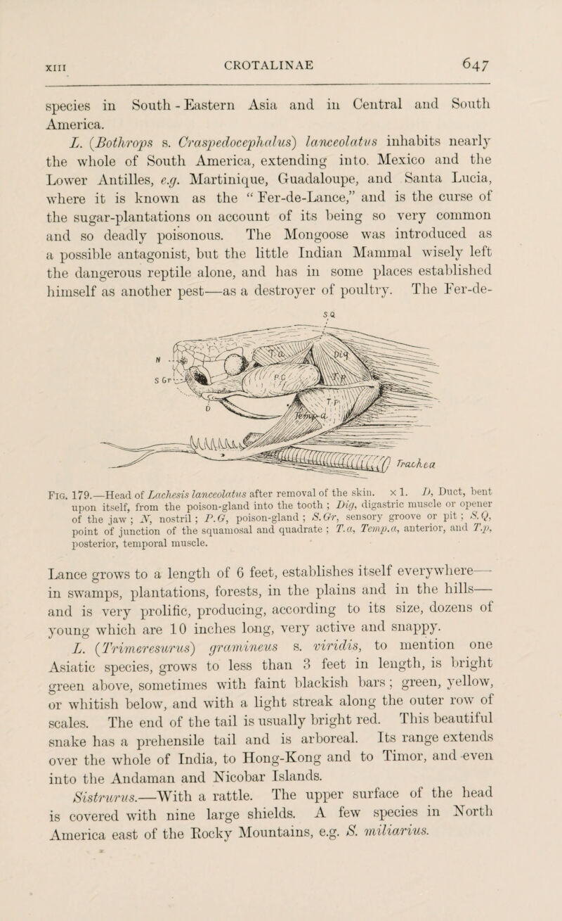 species in South - Eastern Asia and in Central and South America. I. (.Bothrops s. Crasptedocephcdus) lanceolatus inhabits nearly the whole of South America, extending into. Mexico and the Lower Antilles, e.g. Martinique, Guadaloupe, and Santa Lucia, where it is known as the “ Fer-de-Lance,” and is the curse of the sugar-plantations on account of its being so very common and so deadly poisonous. The Mongoose was introduced as a possible antagonist, but the little Indian Mammal wisely left the dangerous reptile alone, and has in some places established himself as another pest—as a destroyer of poultry. The Fer-de- 5 Q Fig. 179.—Head of Lctchesis lanceolatus after removal of the skin, x 1. D, Duct, bent upon itself, from the poison-gland into the tooth ; Dig, digastric muscle or opener of the jaw; N, nostril; P.G, poison-gland; S.Gr, sensory groove or pit; S.Q, point of junction of the squamosal and quadrate ; T.a, Temp.ci, anterioi, and T.p, posterior, temporal muscle. Lance grows to a length of 6 feet, establishes itself everywhere— OO in swamps, plantations, forests, in the plains and in the hills and is very prolific, producing, according to its size, dozens of young which are 10 inches long, very active and snappy. L. (TTimeresurus) gramineus s. vividis, to mention one Asiatic species, grows to less than 3 feet in length, is bright green above, sometimes with faint blackish bars; green, yellow, or whitish below, and with a light streak along the outer row of scales. The end of the tail is usually bright red. This beautiful snake has a prehensile tail and is arboreal. Its range extends over the whole of India, to Hong-Kong and to Timor, and even into the Andaman and Nicobar Islands. Sistrurus.—With a rattle. The upper surface of the head is covered with nine large shields. A few species in North America east of the Locky Mountains, e.g. S. miliarius.