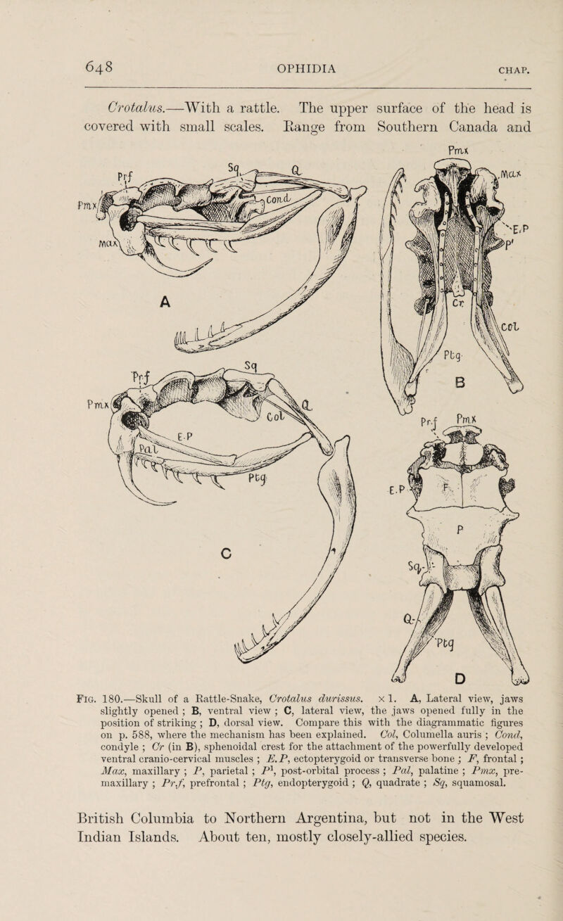 Crotalus.—With a rattle, covered with small scales. The upper surface of the head is Range from Southern Canada and Prru Fig. 180.—Skull of a Rattle-Snake, Crotalus durissus. x 1. A, Lateral view, jaws slightly opened ; B, ventral view ; C, lateral view, the jaws opened fully in the position of striking ; D, dorsal view. Compare this with the diagrammatic figures on p. 588, where the mechanism has been explained. Col, Columella auris ; Cond, condyle ; Cr (in B), sphenoidal crest for the attachment of the powerfully developed ventral cranio-cervical muscles ; E.P, ectopterygoid or transverse bone ; F, frontal ; Max, maxillary ; P, parietal ; Pl, post-orbital process ; Pal, palatine ; Pmx, pre¬ maxillary ; Pr.f, prefrontal ; Ptg, endopterygoid ; Q, quadrate ; Sq, squamosal. British Columbia to Northern Argentina, hut not in the West Indian Islands. About ten, mostly closely-allied species.