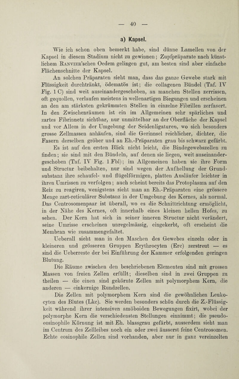 a) Kapsel. Wie ich schon oben bemerkt habe, sind dünne Lamellen von der Kapsel in diesem Stadium nicht zu gewinnen; Zupfpräparate nach künst¬ lichem RANYiEE’schen Oedem gelingen gut, am besten sind aber einfache Flächenschnitte der Kapsel. An solchen Präparaten sieht man, dass das ganze Gewebe stark mit Flüssigkeit durchtränkt, ödematös ist; die collagenen Bündel (Taf. IV Fig. 1 C) sind weit auseinandergeschoben, an manchen Stellen zerrissen, oft gequollen, verlaufen meistens in wellenartigen Biegungen und erscheinen an den am stärksten gekrümmten Stellen in einzelne Fibrillen zerfasert. In den Zwischenräumen ist ein im Allgemeinen sehr spärliches und zartes Fibrinnetz sichtbar, nur unmittelbar an der Oberfläche der Kapsel und vor Allem in der Umgebung der Seidenligaturen, wo sich besonders grosse Zellmassen anhäufen, sind die Gerinnsel reichlicher, dichter, die Fasern derselben gröber und an Eh.-Präparaten grau bis schwarz gefärbt. Es ist auf den ersten Blick nicht leicht, die Bindegewebszellen zu finden; sie sind mit den Bündeln, auf denen sie liegeu, weit auseinander¬ geschoben (Taf. IV Fig. 1 Fbl); im Allgemeinen haben sie ihre Form und Structur beibehalten, nur sind wegen der Aufhellung der Grund¬ substanz ihre schaufei- und flügelförmigen, platten Ausläufer leichter in ihren Umrissen zu verfolgen ; auch scheint bereits das Protoplasma auf den Reiz zu reagiren, wenigstens sieht man an Eh.-Präparaten eine grössere Menge zart-reticulärer Substanz in der Umgebung des Kernes, als normal. JDas Centrosomenpaar ist überall, wo es die Schnittrichtung ermöglicht, in der Nähe des Kernes, oft innerhalb eines kleinen hellen Hofes, zu sehen. Der Kern hat sich in seiner inneren Structur nicht verändert, seine Umrisse erscheinen unregelmässig, eingekerbt, oft erscheint die Membran wie zusammengefaltet. Ueberall sieht man in den Maschen des Gewebes einzeln oder in kleineren und grösseren Gruppen Erythrocyten (Erc) zerstreut — es sind die Ueberreste der bei Einführung der Kammer erfolgenden geringen Blutung. Die Räume zwischen den beschriebenen Elementen sind mit grossen Massen von freien Zellen erfüllt; dieselben sind in zwei Gruppen zu theilen — die einen sind gekörnte Zellen mit polymorphem Kern, die anderen — einkernige Rundzellen. Die Zellen mit polymorphem Kern sind die gewöhnlichen Leuko- cyten des Blutes (Lkc). Sie werden besonders schön durch die Z.-Flüssig- keit während ihrer intensiven amöboiden Bewegungen fixirt, wobei der polymorphe Kern die verschiedensten Stellungen einnimmt; die pseudo¬ eosinophile Körnung ist mit Eh. blassgrau gefärbt, ausserdem sieht man im Centrum des Zellleibes noch ein oder zwei äusserst feine Centrosomen. Echte eosinophile Zellen sind vorhanden, aber nur in ganz vereinzelten