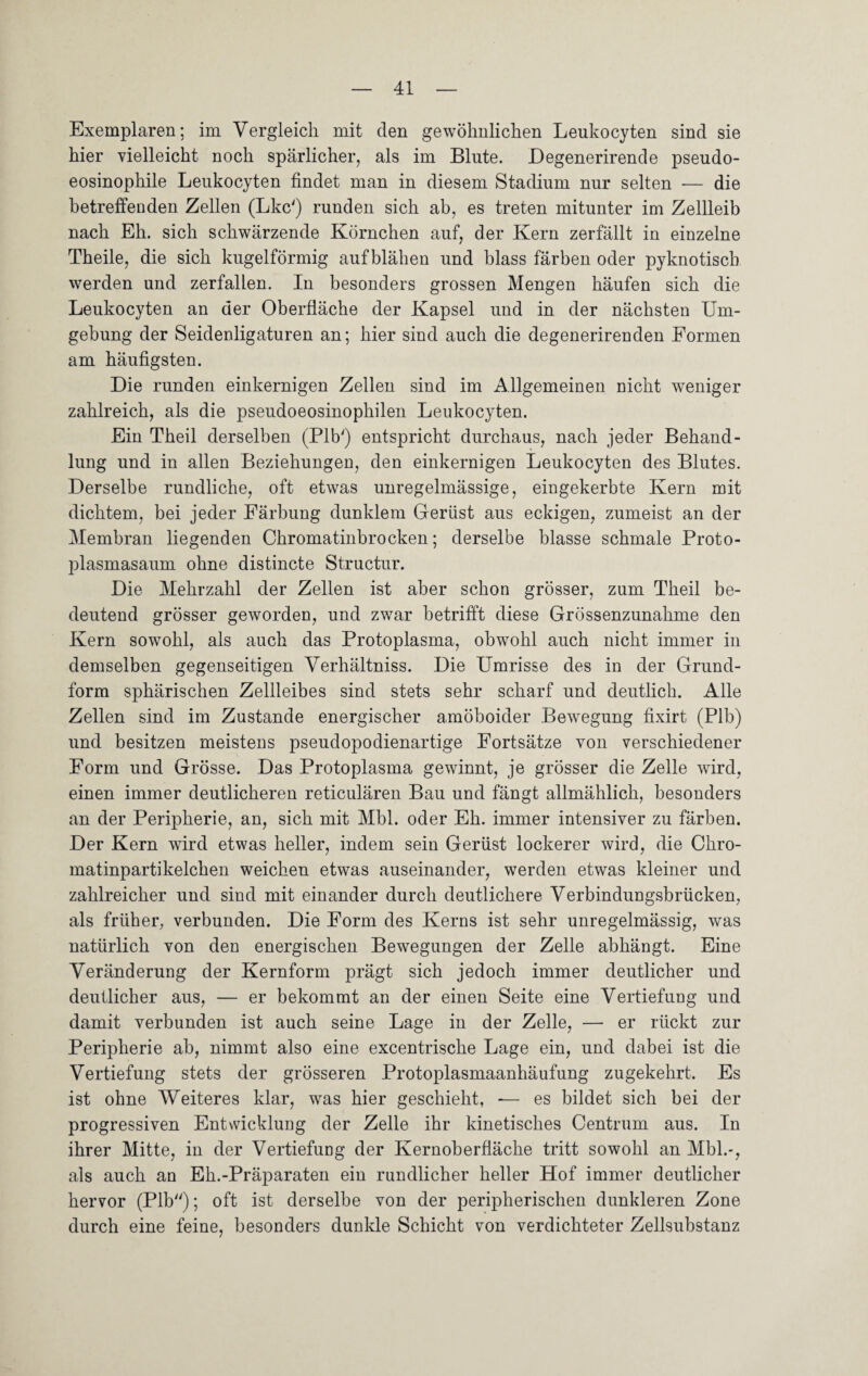 Exemplaren; im Vergleich mit clen gewöhnlichen Leukocyten sind sie hier vielleicht noch spärlicher, als im Blute. Degenerirende pseudo¬ eosinophile Leukocyten findet man in diesem Stadium nur selten -— die betreffenden Zellen (Lkc') runden sich ab, es treten mitunter im Zellleib nach Eh. sich schwärzende Körnchen auf, der Kern zerfällt in einzelne Theile, die sich kugelförmig auf blähen und blass färben oder pyknotisch werden und zerfallen. In besonders grossen Mengen häufen sich die Leukocyten an der Oberfläche der Kapsel und in der nächsten Um¬ gebung der Seidenligaturen an; hier sind auch die degenerirenden Formen am häufigsten. Die runden einkernigen Zellen sind im Allgemeinen nicht weniger zahlreich, als die pseudoeosinophilen Leukocyten. Ein Theil derselben (Plb') entspricht durchaus, nach jeder Behand¬ lung und in allen Beziehungen, den einkernigen Leukocyten des Blutes. Derselbe rundliche, oft etwas unregelmässige, eingekerbte Kern mit dichtem, bei jeder Färbung dunklem Gerüst aus eckigen, zumeist an der Membran liegenden Chromatinbrocken; derselbe blasse schmale Proto¬ plasmasaum ohne distincte Structur. Die Mehrzahl der Zellen ist aber schon grösser, zum Theil be¬ deutend grösser geworden, und zwar betrifft diese Grössenzunahme den Kern sowohl, als auch das Protoplasma, obwohl auch nicht immer in demselben gegenseitigen Verhältniss. Die Umrisse des in der Grund¬ form sphärischen Zellleibes sind stets sehr scharf und deutlich. Alle Zellen sind im Zustande energischer amöboider Bewegung fixirt (Plb) und besitzen meistens pseudopodienartige Fortsätze von verschiedener Form und Grösse. Das Protoplasma gewinnt, je grösser die Zelle wird, einen immer deutlicheren reticulären Bau und fängt allmählich, besonders an der Peripherie, an, sich mit Mbl. oder Eh. immer intensiver zu färben. Der Kern wird etwas heller, indem sein Gerüst lockerer wird, die Chro¬ matinpartikelchen weichen etwas auseinander, werden etwas kleiner und zahlreicher und sind mit einander durch deutlichere Verbindungsbrücken, als früher, verbunden. Die Form des Kerns ist sehr unregelmässig, was natürlich von den energischen Bewegungen der Zelle abhängt. Eine Veränderung der Kernform prägt sich jedoch immer deutlicher und deutlicher aus, — er bekommt an der einen Seite eine Vertiefung und damit verbunden ist auch seine Lage in der Zelle, — er rückt zur Peripherie ab, nimmt also eine excentrische Lage ein, und dabei ist die Vertiefung stets der grösseren Protoplasmaanhäufung zugekehrt. Es ist ohne Weiteres klar, was hier geschieht, -— es bildet sich bei der progressiven Entwicklung der Zelle ihr kinetisches Centrum aus. In ihrer Mitte, in der Vertiefung der Kernoberfläche tritt sowohl an Mbl.-, als auch an Eh.-Präparaten ein rundlicher heller Hof immer deutlicher hervor (Plb); oft ist derselbe von der peripherischen dunkleren Zone durch eine feine, besonders dunkle Schicht von verdichteter Zellsubstanz
