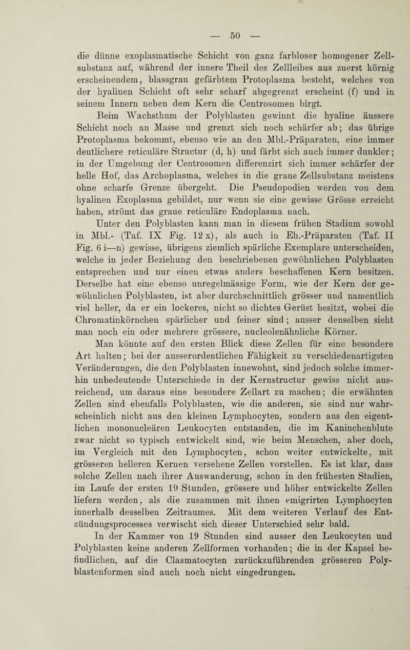 die dünne exoplasmatische Schicht von ganz farbloser homogener Zell¬ substanz auf, während der innere Theil des Zellleibes aus zuerst körnig erscheinendem, blassgrau gefärbtem Protoplasma besteht, welches von der hyalinen Schicht oft sehr scharf abgegrenzt erscheint (f) und in seinem Innern neben dem Kern die Centrosomen birgt. Beim Wachsthum der Polyblasten gewinnt die hyaline äussere Schicht noch an Masse und grenzt sich noch schärfer ab; das übrige Protoplasma bekommt, ebenso wie an den Mbl.-Präparaten, eine immer deutlichere reticuläre Structur (d, h) und färbt sich auch immer dunkler; in der Umgebung der Oentrosomen differenzirt sich immer schärfer der helle Hof, das Archoplasma, welches in die graue Zellsubstanz meistens ohne scharfe Grenze übergeht. Die Pseudopodien werden von dem hyalinen Exoplasma gebildet, nur wenn sie eine gewisse Grösse erreicht haben, strömt das graue reticuläre Endoplasma nach. Unter den Polyblasten kann man in diesem frühen Stadium sowohl in Mbl.- (Taf. IX Eig. 12 x), als auch in Eh.-Präparaten (Taf. II Eig. 6 i—n) gewisse, übrigens ziemlich spärliche Exemplare unterscheiden, welche in jeder Beziehung den beschriebenen gewöhnlichen Polyblasten entsprechen und nur einen etwas anders beschaffenen Kern besitzen. Derselbe hat eine ebenso unregelmässige Form, wie der Kern der ge¬ wöhnlichen Polyblasten, ist aber durchschnittlich grösser und namentlich viel heller, da er ein lockeres, nicht so dichtes Gerüst besitzt, wobei die Chromatinkörnchen spärlicher und feiner sind; ausser denselben sieht man noch ein oder mehrere grössere, nucleolenähnliche Körner. Man könnte auf den ersten Blick diese Zellen für eine besondere Art halten; bei der ausserordentlichen Fähigkeit zu verschiedenartigsten Veränderungen, die den Polyblasten innewohnt, sind jedoch solche immer¬ hin unbedeutende Unterschiede in der Kernstructur gewiss nicht aus¬ reichend, um daraus eine besondere Zellart zu machen; die erwähnten Zellen sind ebenfalls Polyblasten, wie die anderen, sie sind nur wahr¬ scheinlich nicht aus den kleinen Lymphocyten, sondern aus den eigent¬ lichen mononucleären Leukocyten entstanden, die im Kaninchenblute zwar nicht so typisch entwickelt sind, wie beim Menschen, aber doch, im Vergleich mit den Lymphocyten, schon weiter entwickelte, mit grösseren helleren Kernen versehene Zellen vorstellen. Es ist klar, dass solche Zellen nach ihrer Auswanderung, schon in den frühesten Stadien, im Laufe der ersten 19 Stunden, grössere und höher entwickelte Zellen liefern werden, als die zusammen mit ihnen emigrirten Lymphocyten innerhalb desselben Zeitraumes. Mit dem weiteren Verlauf des Ent- zündungsprocesses verwischt sich dieser Unterschied sehr bald. In der Kammer von 19 Stunden sind ausser den Leukocyten und Polyblasten keine anderen Zellformen vorhanden; die in der Kapsel be¬ findlichen, auf die Clasmatocyten zurückzuführenden grösseren Poly- blastenformen sind auch noch nicht eingedrungen.