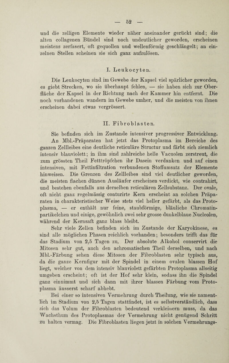 und die zelligen Elemente wieder näher aneinander gerückt sind; die alten collagenen Bündel sind noch undeutlicher geworden, erscheinen meistens zerfasert, oft gequollen und wellenförmig geschlängelt; an ein¬ zelnen Stellen scheinen sie sich ganz aufzulösen. I. Leukocyten. Die Leukocyten sind im Gewebe der Kapsel viel spärlicher geworden, es giebt Strecken, wo sie überhaupt fehlen, — sie haben sich zur Ober¬ fläche der Kapsel in der Richtung nach der Kammer hin entfernt. Die noch vorhandenen wandern im Gewebe umher, und die meisten von ihnen erscheinen dabei etwas vergrössert. II. Fibroblasten. Sie befinden sich im Zustande intensiver progressiver Entwicklung. An Mbl.-Präparaten hat jetzt das Protoplasma im Bereiche des ganzen Zellleibes eine deutliche reticuläre Structur und färbt sich ziemlich intensiv blauviolett; in ihm sind zahlreiche helle Yacuolen zerstreut, die zum grössten Theil Fetttröpfchen ihr Dasein verdanken und auf einen intensiven, mit Fettinfiltration verbundenen Stoffumsatz der Elemente / hinweisen. Die Grenzen des Zellleibes sind viel deutlicher geworden, die meisten flachen dünnen Ausläufer erscheinen verdickt, wie contrahirt, und bestehen ebenfalls aus derselben reticulären Zellsubstanz. Der ovale, oft nicht ganz regelmässig conturirte Kern erscheint an solchen Präpa¬ raten in charakteristischer Weise stets viel heller gefärbt, als das Proto¬ plasma, — er enthält nur feine, staubförmige, bläuliche Chromatin¬ partikelchen und einige, gewöhnlich zwei sehr grosse dunkelblaue Nucleolen, während der Kernsaft ganz blass bleibt. Sehr viele Zellen befinden sich im Zustande der Karyokinese, es sind alle möglichen Phasen reichlich vorhanden; besonders trifft das für das Stadium von 2,5 Tagen zu. Der absolute Alkohol conservirt die Mitosen sehr gut, auch den achromatischen Theil derselben, und nach Mbl.-Färbung sehen diese Mitosen der Fibroblasten sehr typisch aus, da die ganze Kernfigur mit der Spindel in einem ovalen blassen Hof liegt, welcher von dem intensiv blau violett gefärbten Protoplasma allseitig umgeben erscheint; oft ist der Hof sehr klein, sodass ihn die Spindel ganz einnimmt und sich dann mit ihrer blassen Färbung vom Proto¬ plasma äusserst scharf abhebt. Bei einer so intensiven Vermehrung durch Theilung, wie sie nament¬ lich im Stadium von 2,5 Tagen stattfindet, ist es selbstverständlich, dass sich das Volum der Fibroblasten bedeutend verkleinern muss, da das Wachsthum des Protoplasmas der Vermehrung nicht genügend Schritt zu halten vermag. Die Fibroblasten liegen jetzt in solchen Vermehrungs-