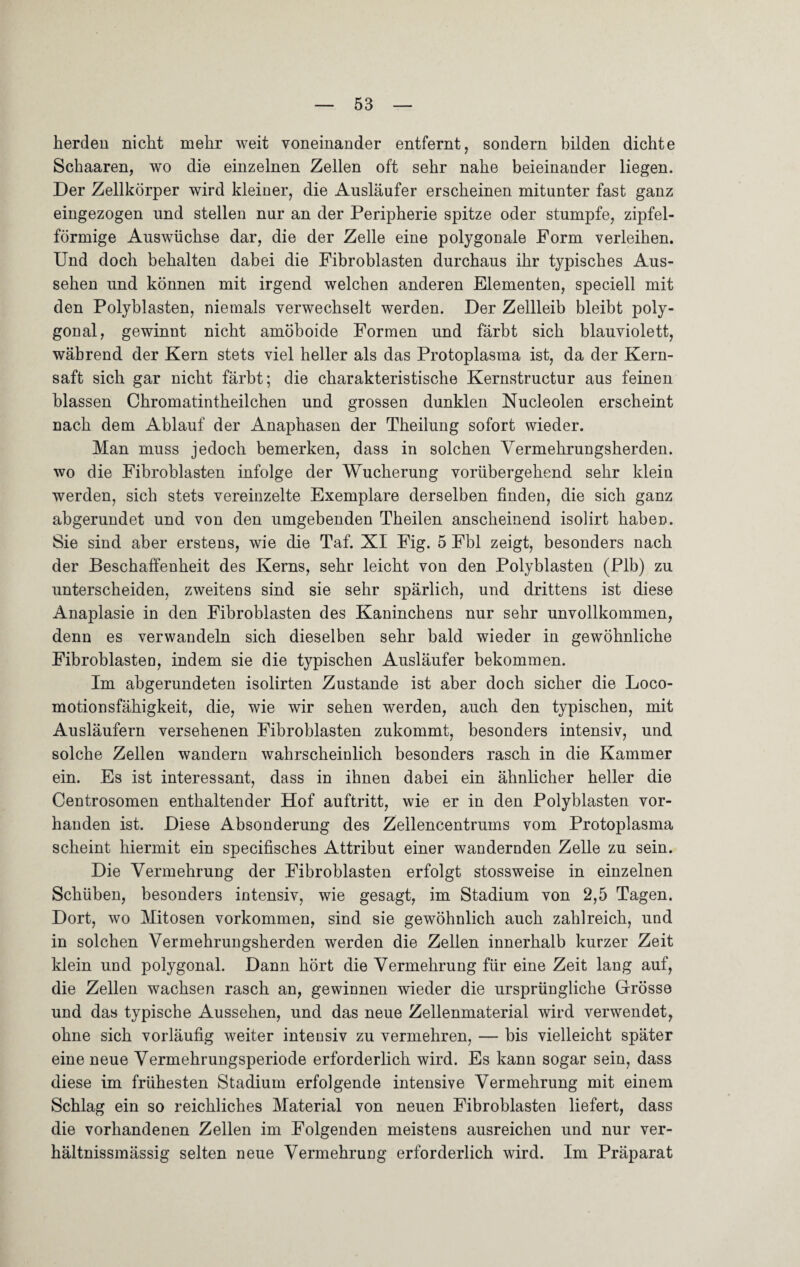 herden nicht mehr weit voneinander entfernt, sondern bilden dichte Schaaren, wo die einzelnen Zellen oft sehr nahe beieinander liegen. Der Zellkörper wird kleiner, die Ausläufer erscheinen mitunter fast ganz eingezogen und stellen nur an der Peripherie spitze oder stumpfe, zipfel¬ förmige Auswüchse dar, die der Zelle eine polygonale Form verleihen. Und doch behalten dabei die Fibroblasten durchaus ihr t}^pisches Aus¬ sehen und können mit irgend welchen anderen Elementen, speciell mit den Polyblasten, niemals verwechselt werden. Der Zellleib bleibt poly¬ gonal, gewinnt nicht amöboide Formen und färbt sich blauviolett, während der Kern stets viel heller als das Protoplasma ist, da der Kern¬ saft sich gar nicht färbt; die charakteristische Kernstructur aus feinen blassen Chromatintheilchen und grossen dunklen Nucleolen erscheint nach dem Ablauf der Anaphasen der Theilung sofort wieder. Man muss jedoch bemerken, dass in solchen Yermehrungsherden. wo die Fibroblasten infolge der Wucherung vorübergehend sehr klein werden, sich stets vereinzelte Exemplare derselben finden, die sich ganz abgerundet und von den umgebenden Theilen anscheinend isolirt haben. Sie sind aber erstens, wie die Taf. XI Fig. 5 Fbl zeigt, besonders nach der Beschaffenheit des Kerns, sehr leicht von den Polyblasten (Plb) zu unterscheiden, zweitens sind sie sehr spärlich, und drittens ist diese Anaplasie in den Fibroblasten des Kaninchens nur sehr unvollkommen, denn es verwandeln sich dieselben sehr bald wieder in gewöhnliche Fibroblasten, indem sie die typischen Ausläufer bekommen. Im abgerundeten isolirten Zustande ist aber doch sicher die Loco- motionsfähigkeit, die, wie wir sehen werden, auch den typischen, mit Ausläufern versehenen Fibroblasten zukommt, besonders intensiv, und solche Zellen wandern wahrscheinlich besonders rasch in die Kammer ein. Es ist interessant, dass in ihnen dabei ein ähnlicher heller die Centrosomen enthaltender Hof auftritt, wie er in den Polyblasten vor¬ handen ist. Diese Absonderung des Zellencentrums vom Protoplasma scheint hiermit ein specifisches Attribut einer wandernden Zelle zu sein. Die Vermehrung der Fibroblasten erfolgt stossweise in einzelnen Schüben, besonders intensiv, wie gesagt, im Stadium von 2,5 Tagen. Dort, wo Mitosen Vorkommen, sind sie gewöhnlich auch zahlreich, und in solchen Vermehrungsherden werden die Zellen innerhalb kurzer Zeit klein und polygonal. Dann hört die Vermehrung für eine Zeit lang auf, die Zellen wachsen rasch an, gewinnen wieder die ursprüngliche Grösse und das typische Aussehen, und das neue Zellenmaterial wird verwendet, ohne sich vorläufig weiter intensiv zu vermehren, — bis vielleicht später eine neue Vermehrungsperiode erforderlich wird. Es kann sogar sein, dass diese im frühesten Stadium erfolgende intensive Vermehrung mit einem Schlag ein so reichliches Material von neuen Fibroblasten liefert, dass die vorhandenen Zellen im Folgenden meistens ausreichen und nur ver- hältnissmässig selten neue Vermehrung erforderlich wird. Im Präparat