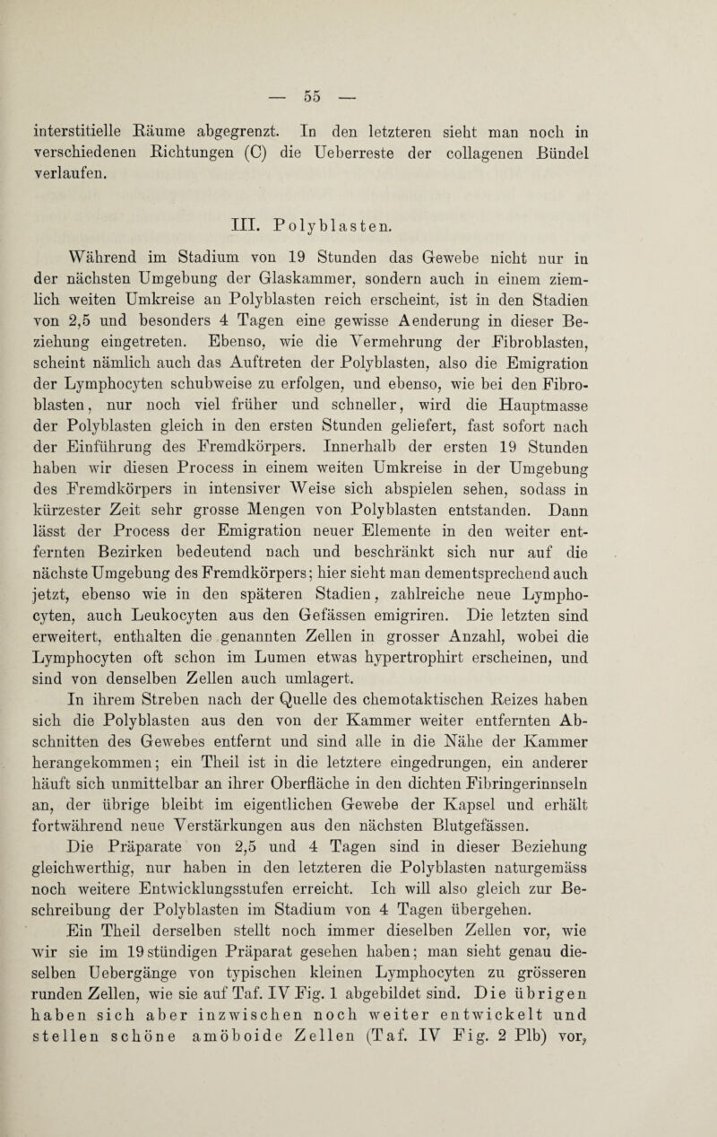 interstitielle Räume abgegrenzt. In den letzteren sieht man noch in verschiedenen Richtungen (C) die Ueberreste der collagenen Bündel verlaufen. III. Polyblasten. Während im Stadium von 19 Stunden das Gewebe nicht nur in der nächsten Umgebung der Glaskammer, sondern auch in einem ziem¬ lich weiten Umkreise an Polyblasten reich erscheint, ist in den Stadien von 2,5 und besonders 4 Tagen eine gewisse Aenderung in dieser Be¬ ziehung eingetreten. Ebenso, wie die Vermehrung der Fibroblasten, scheint nämlich auch das Auftreten der Polyblasten, also die Emigration der Lymphocyten schubweise zu erfolgen, und ebenso, wie bei den Fibro¬ blasten , nur noch viel früher und schneller, wird die Hauptmasse der Polyblasten gleich in den ersten Stunden geliefert, fast sofort nach der Einführung des Fremdkörpers. Innerhalb der ersten 19 Stunden haben wir diesen Process in einem weiten Umkreise in der Umgebung des Fremdkörpers in intensiver Weise sich abspielen sehen, sodass in kürzester Zeit sehr grosse Mengen von Polyblasten entstanden. Daun lässt der Process der Emigration neuer Elemente in den weiter ent¬ fernten Bezirken bedeutend nach und beschränkt sich nur auf die nächste Umgebung des Fremdkörpers; hier sieht man dementsprechend auch jetzt, ebenso wie in den späteren Stadien, zahlreiche neue Lympho¬ cyten, auch Leukocyten aus den Gefässen emigriren. Die letzten sind erweitert, enthalten die genannten Zellen in grosser Anzahl, wobei die Lymphocyten oft schon im Lumen etwas hypertrophirt erscheinen, und sind von denselben Zellen auch umlagert. In ihrem Streben nach der Quelle des chemotaktischen Reizes haben sich die Polyblasten aus den von der Kammer weiter entfernten Ab¬ schnitten des Gewebes entfernt und sind alle in die Nähe der Kammer herangekommen; ein Theil ist in die letztere eingedrungen, ein anderer häuft sich unmittelbar an ihrer Oberfläche in den dichten Fibringerinnseln an, der übrige bleibt im eigentlichen Gewebe der Kapsel und erhält fortwährend neue Verstärkungen aus den nächsten Blutgefässen. Die Präparate von 2,5 und 4 Tagen sind in dieser Beziehung gleichwerthig, nur haben in den letzteren die Polyblasten naturgemäss noch weitere Entwicklungsstufen erreicht. Ich will also gleich zur Be¬ schreibung der Polyblasten im Stadium von 4 Tagen übergehen. Ein Theil derselben stellt noch immer dieselben Zellen vor, wie wir sie im 19stündigen Präparat gesehen haben; man sieht genau die¬ selben Uebergänge von typischen kleinen Lymphocyten zu grösseren runden Zellen, wie sie auf Taf. IV Fig. 1 abgebildet sind. Die übrigen haben sich aber inzwischen noch weiter entwickelt und stellen schöne amöboide Zellen (Taf. IV Fig. 2 Plb) vor,