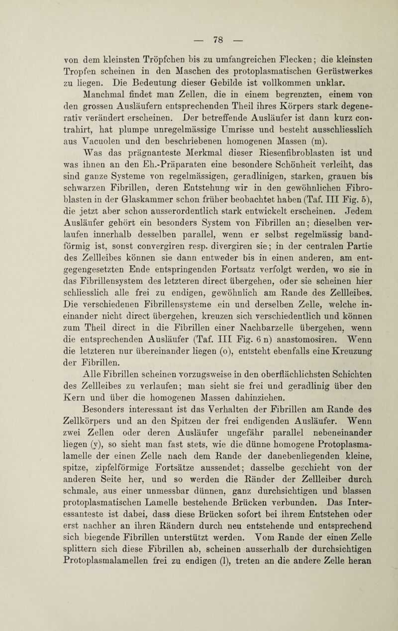 von dem kleinsten Tröpfchen bis zu umfangreichen Flecken; die kleinsten Tropfen scheinen in den Maschen des protoplasmatischen Gerüstwerkes zu liegen. Die Bedeutung dieser Gebilde ist vollkommen unklar. Manchmal findet man Zellen, die in einem begrenzten, einem von den grossen Ausläufern entsprechenden Theil ihres Körpers stark degene- rativ verändert erscheinen. Der betreffende Ausläufer ist dann kurz con- trahirt, hat plumpe unregelmässige Umrisse und besteht ausschliesslich aus Yacuolen und den beschriebenen homogenen Massen (m). Was das prägnanteste Merkmal dieser Biesenfibroblasten ist und was ihnen an den Eh.-Präparaten eine besondere Schönheit verleiht, das sind ganze Systeme von regelmässigen, geradlinigen, starken, grauen bis schwarzen Fibrillen, deren Entstehung wir in den gewöhnlichen Fibro¬ blasten in der Glaskammer schon früher beobachtet haben (Taf. III Fig. 5), die jetzt aber schon ausserordentlich stark entwickelt erscheinen. Jedem Ausläufer gehört ein besonders System von Fibrillen an; dieselben ver¬ laufen innerhalb desselben parallel, wenn er selbst regelmässig band¬ förmig ist, sonst convergiren resp. divergiren sie; in der centralen Partie des Zellleibes können sie dann entweder bis in einen anderen, am ent¬ gegengesetzten Ende entspringenden Fortsatz verfolgt werden, wo sie in das Fibrillensystem des letzteren direct übergehen, oder sie scheinen hier schliesslich alle frei zu endigen, gewöhnlich am Bari de des Zellleibes. Die verschiedenen Fibrillensysteme ein und derselben Zelle, welche in¬ einander nicht direct übergehen, kreuzen sich verschiedentlich und können zum Theil direct in die Fibrillen einer Nachbarzelle übergehen, wenn die entsprechenden Ausläufer (Taf. III Fig. 6 n) anastomosiren. Wenn die letzteren nur übereinander liegen (o), entsteht ebenfalls eine Kreuzung der Fibrillen. Alle Fibrillen scheinen vorzugsweise in den oberflächlichsten Schichten des Zellleibes zu verlaufen; man sieht sie frei und geradlinig über den Kern und über die homogenen Massen dahinziehen. Besonders interessant ist das Verhalten der Fibrillen am Bande des Zellkörpers und an den Spitzen der frei endigenden Ausläufer. Wenn zwei Zellen oder deren Ausläufer ungefähr parallel nebeneinander liegen (v), so sieht man fast stets, wie die dünne homogene Protoplasma¬ lamelle der einen Zelle nach dem Bande der danebenliegenden kleine, spitze, zipfelförmige Fortsätze aussendet; dasselbe geschieht von der anderen Seite her, und so werden die Bänder der Zellleiber durch schmale, aus einer unmessbar dünnen, ganz durchsichtigen und blassen protoplasmatischen Lamelle bestehende Brücken verbunden. Das Inter¬ essanteste ist dabei, dass diese Brücken sofort bei ihrem Entstehen oder erst nachher an ihren Bändern durch neu entstehende und entsprechend, sich biegende Fibrillen unterstützt werden. Vom Bande der einen Zelle splittern sich diese Fibrillen ab, scheinen ausserhalb der durchsichtigen Protoplasmalamellen frei zu endigen (1), treten an die andere Zelle heran