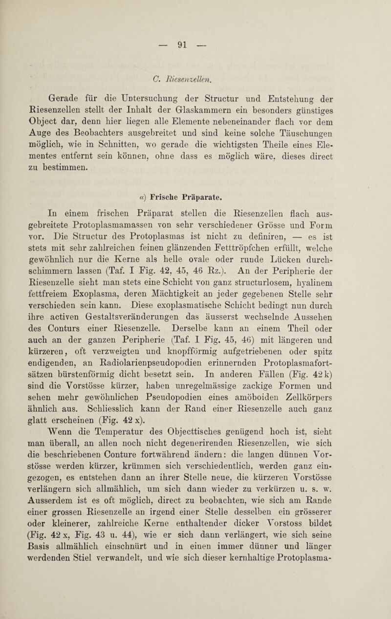 C. Riesenzellen. Gerade für die Untersuchung der Structur und Entstehung der Riesenzellen stellt der Inhalt der Glaskammern ein besonders günstiges Object dar, denn hier liegen alle Elemente nebeneinander flach vor dem Auge des Beobachters ausgebreitet und sind keine solche Täuschungen möglich, wie in Schnitten, wo gerade die wichtigsten Theile eines Ele¬ mentes entfernt sein können, ohne dass es möglich wäre, dieses direct zu bestimmen. «) Frische Präparate. In einem frischen Präparat stellen die Riesenzellen flach aus¬ gebreitete Protoplasmamassen von sehr verschiedener Grösse und Form vor. Die Structur des Protoplasmas ist nicht zu definiren, — es ist stets mit sehr zahlreichen feinen glänzenden Fetttröpfchen erfüllt, welche gewöhnlich nur die Kerne als helle ovale oder runde Lücken durch¬ schimmern lassen (Taf. I Fig. 42, 45, 46 Rz.). An der Peripherie der Riesenzelle sieht man stets eine Schicht von ganz structurlosem, hyalinem fettfreiem Exoplasma, deren Mächtigkeit an jeder gegebenen Stelle sehr verschieden sein kann. Diese exoplasmatische Schicht bedingt nun durch ihre activen Gestaltsveränderungen das äusserst wechselnde Aussehen des Conturs einer Riesenzelle. Derselbe kann an einem Theil oder auch an der ganzen Peripherie (Taf. I Fig. 45, 46) mit längeren und kürzeren, oft verzweigten und knopfförmig aufgetriebenen oder spitz endigenden, an Radiolarienpseudopodien erinnernden Protoplasmafort¬ sätzen bürstenförmig dicht besetzt sein. In anderen Fällen (Fig. 42 k) sind die Yorstösse kürzer, haben unregelmässige zackige Formen und sehen mehr gewöhnlichen Pseudopoclien eines amöboiden Zellkörpers ähnlich aus. Schliesslich kann der Rand einer Riesenzelle auch ganz glatt erscheinen (Fig. 42 x). Wenn die Temperatur des Objecttisches genügend hoch ist, sieht man überall, an allen noch nicht degenerirenden Riesenzellen, wie sich die beschriebenen Conture fortwährend ändern: die langen dünnen Yor¬ stösse werden kürzer, krümmen sich verschiedentlich, werden ganz ein¬ gezogen, es entstehen dann an ihrer Stelle neue, die kürzeren Yorstösse verlängern sich allmählich, um sich dann wieder zu verkürzen u. s. w. Ausserdem ist es oft möglich, direct zu beobachten, wie sich am Rande einer grossen Riesenzelle an irgend einer Stelle desselben ein grösserer oder kleinerer, zahlreiche Kerne enthaltender dicker Yorstoss bildet (Fig. 42 x, Fig. 43 u. 44), wie er sich dann verlängert, wie sich seine Basis allmählich einschnürt und in einen immer dünner und länger werdenden Stiel verwandelt, und wie sich dieser kernhaltige Protoplasma-