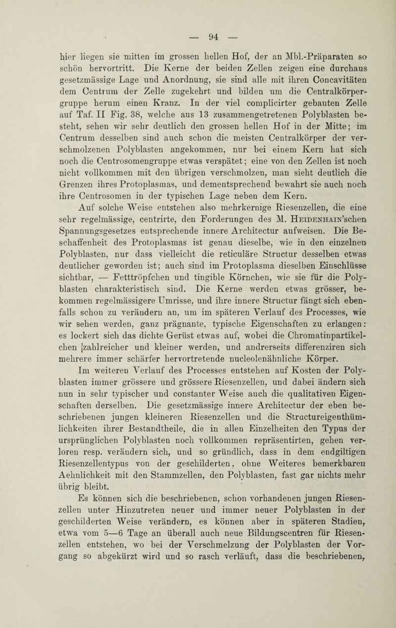 hier liegen sie mitten im grossen hellen Hof, der an Mbl.-Präparaten so schön hervortritt. Die Kerne der beiden Zellen zeigen eine durchaus gesetzmässige Lage und Anordnung, sie sind alle mit ihren Concavitäten dem Gentium der Zelle zugekehrt und bilden um die Centralkörper¬ gruppe herum einen Kranz. In der viel complicirter gebauten Zelle auf Taf. II Fig. 38, welche aus 13 zusammengetretenen Polyblasten be¬ steht, sehen wir sehr deutlich den grossen hellen Hof in der Mitte; im Centrum desselben sind auch schon die meisten Centralkörper der ver¬ schmolzenen Polyblasten angekommen, nur bei einem Kern hat sich noch die Centrosomengruppe etwas verspätet; eine von den Zellen ist noch nicht vollkommen mit den übrigen verschmolzen, man sieht deutlich die Grenzen ihres Protoplasmas, und dementsprechend bewahrt sie auch noch ihre Centrosomen in der typischen Lage neben dem Kern. Auf solche Weise entstehen also mehrkernige Riesenzellen, die eine sehr regelmässige, centrirte, den Forderungen des M. HEEDENHAiN’schen Spannungsgesetzes entsprechende innere Architectur aufweisen. Die Be¬ schaffenheit des Protoplasmas ist genau dieselbe, wie in den einzelnen Polyblasten, nur dass vielleicht die reticuläre Structur desselben etwas deutlicher geworden ist; auch sind im Protoplasma dieselben Einschlüsse sichtbar, — Fetttröpfchen und tingible Körnchen, wie sie für die Poly¬ blasten charakteristisch sind. Die Kerne werden etwas grösser, be¬ kommen regelmässigere Umrisse, und ihre innere Structur fängt sich eben¬ falls schon zu verändern an, um im späteren Verlauf des Processes, wie wir sehen werden, ganz prägnante, typische Eigenschaften zu erlangen: es lockert sich das dichte Gerüst etwas auf, wobei die Chromatinpartikel¬ chen [zahlreicher und kleiner werden, und andrerseits differenziren sich mehrere immer schärfer hervortretende nucleolenähnliche Körper. Im weiteren Verlauf des Processes entstehen auf Kosten der Poly¬ blasten immer grössere und grössere Riesenzellen, und dabei ändern sich nun in sehr typischer und constanter Weise auch die qualitativen Eigen¬ schaften derselben. Die gesetzmässige innere Architectur der eben be¬ schriebenen jungen kleineren Riesenzellen und die Structureigenthüm- lichkeiten ihrer Bestandteile, die in allen Einzelheiten den Typus der ursprünglichen Polyblasten noch vollkommen repräsentirten, gehen ver¬ loren resp. verändern sich, und so gründlich, dass in dem endgiltigen Riesenzellentypus von der geschilderten, ohne Weiteres bemerkbaren Aehnlichkeit mit den Stammzellen, den Polyblasten, fast gar nichts mehr übrig bleibt. Es können sich die beschriebenen, schon vorhandenen jungen Riesen¬ zellen unter Hinzutreten neuer und immer neuer Polyblasten in der geschilderten Weise verändern, es können aber in späteren Stadien, etwa vom 5—6 Tage an überall auch neue Bildungscentren für Riesen¬ zellen entstehen, wo bei der Verschmelzung der Polyblasten der Vor¬ gang so abgekürzt wird und so rasch verläuft, dass die beschriebenen.