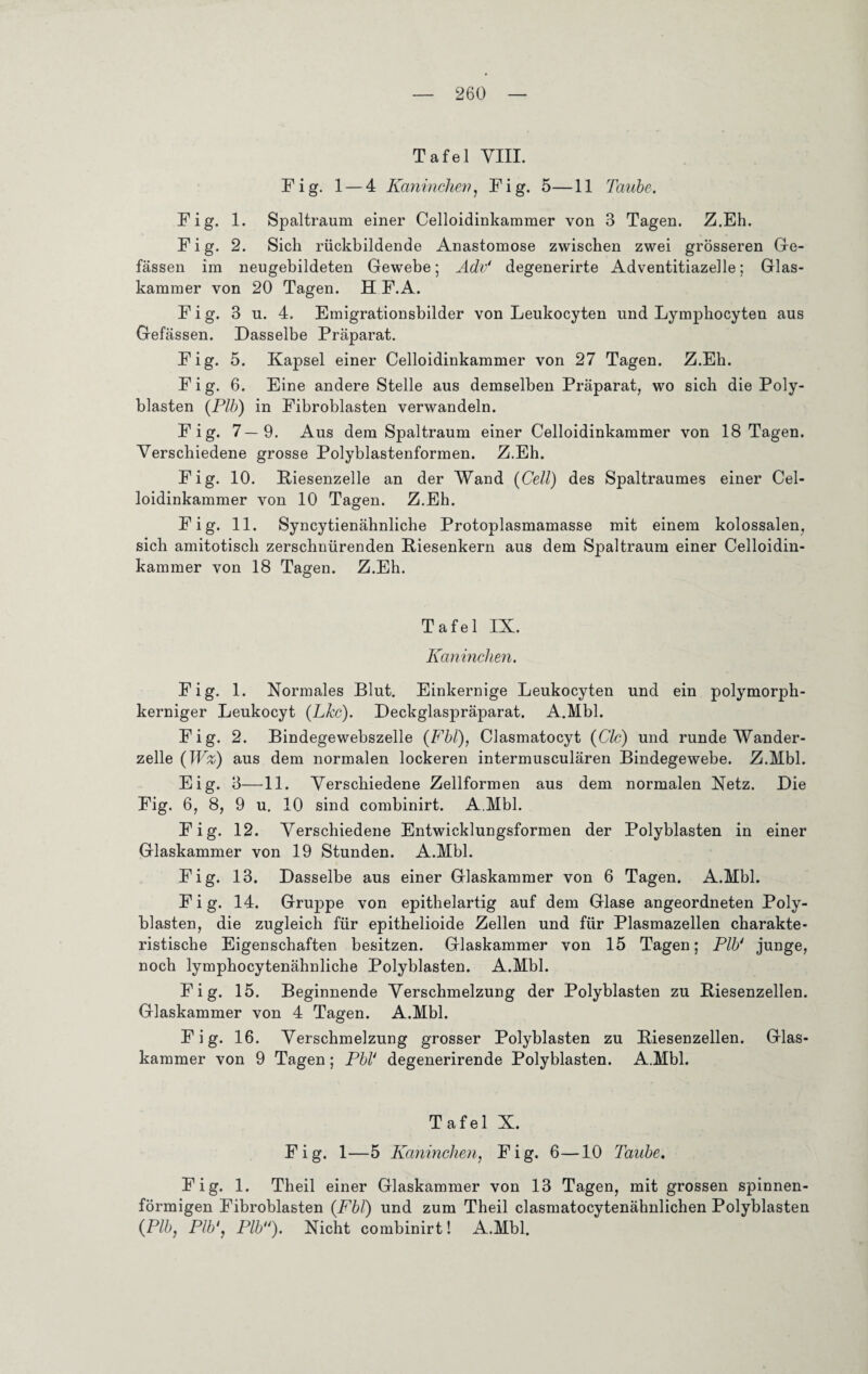 Tafel VIII. Fig. 1 — 4 Kaninchen, Fig. 5—11 Taube. Fig. 1. Spaltraum einer Celloidinkammer von 3 Tagen. Z.Eh. Fig. 2. Sich rückbildende Anastomose zwischen zwei grösseren Ge- fässen im neugebildeten Gewebe; Adv' degenerirte Adventitiazelle; Glas¬ kammer von 20 Tagen. H F.A. Fig. 3 u. 4. Emigrationsbilder von Leukocyten und Lymphocyten aus Gefässen. Dasselbe Präparat. Fig. 5. Kapsel einer Celloidinkammer von 27 Tagen. Z.Eh. Fig. 6. Eine andere Stelle aus demselben Präparat, wo sich die Poly- blasten (Plb) in Fibroblasten verwandeln. Fig. 7—9. Aus dem Spaltraum einer Celloidinkammer von 18 Tagen. Verschiedene grosse Polyblastenformen. Z.Eh. Fig. 10. Biesenzelle an der Wand {Cell) des Spaltraumes einer Cel¬ loidinkammer von 10 Tagen. Z.Eh. Fig. 11. Syncytienähnliche Protoplasmamasse mit einem kolossalen, sich amitotisch zerschnürenden Biesenkern aus dem Spaltraum einer Celloidin¬ kammer von 18 Tagen. Z.Eh. Tafel IX. Kaninchen. Fig. 1. Normales Blut. Einkernige Leukocyten und ein polymorph¬ kerniger Leukocyt {Lkc). Deckglaspräparat. A.Mbl. Fig. 2. Bindegewebszelle (Fbl), Clasmatocyt (Clc) und runde Wander¬ zelle {W%) aus dem normalen lockeren intermusculären Bindegewebe. Z.Mbl. Eig. 3—11. Verschiedene Zellformen aus dem normalen Netz. Die Fig. 6, 8, 9 u. 10 sind combinirt. A.Mbl. Fig. 12. Verschiedene Entwicklungsformen der Polyblasten in einer Glaskammer von 19 Stunden. A.Mbl. Fig. 13. Dasselbe aus einer Glaskammer von 6 Tagen. A.Mbl. Fig. 14. Gruppe von epithelartig auf dem Glase angeordneten Poly¬ blasten, die zugleich für epithelioide Zellen und für Plasmazellen charakte¬ ristische Eigenschaften besitzen. Glaskammer von 15 Tagen; Plb1 junge, noch lymphocytenähnliche Polyblasten. A.Mbl. Fig. 15. Beginnende Verschmelzung der Polyblasten zu Biesenzellen. Glaskammer von 4 Tagen. A.Mbl. Fig. 16. Verschmelzung grosser Polyblasten zu Biesenzellen. Glas¬ kammer von 9 Tagen; PbV degenerirende Polyblasten. A.Mbl. Tafel X. Fig. 1—5 Kaninchen, Fig. 6—10 Taube. Fig. 1. Theil einer Glaskammer von 13 Tagen, mit grossen spinnen¬ förmigen Fibroblasten {Fbl) und zum Theil clasmatocytenähnlichen Polyblasten {Plb, Plb', Plb). Nicht combinirt! A.Mbl.