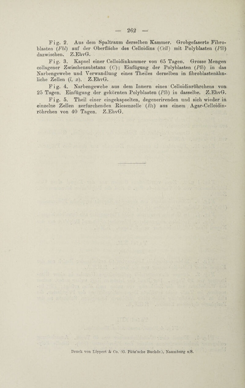 Fig. 2. Aus dem Spaltraum derselben Kammer. Grobgefaserte Fibro¬ blasten (Fbl) auf der Oberfläche des Celloidins (Cell) mit Polyblasten (Plb) dazwischen. Z.EhvG. Fig. 3. Kapsel einer Celloidinkammer von 65 Tagen. Grosse Mengen collagener Zwischensubstanz (C); Einfügung der Polyblasten (Plb) in das Narbengewebe und Verwandlung eines Theiles derselben in fibroblastenähn¬ liche Zellen (l, x). Z.EhvG. Fig. 4. Narbengewebe aus dem Innern eines Celloidinröhrchens von 25 Tagen. Einfügung der gekörnten Polyblasten (Plb) in dasselbe. Z.EhvG. Fig. 5. Theil einer eingekapselten., degenerirenden und sich wieder in einzelne Zellen zerfurchenden Kiesenzelle (Rz) aus einem Agar-Celloidin- röhrchen von 40 Tagen. Z.EhvG. Druck von Lippert & Co. CG. Pätz’sche Bucliür.), Naumburg a/S.