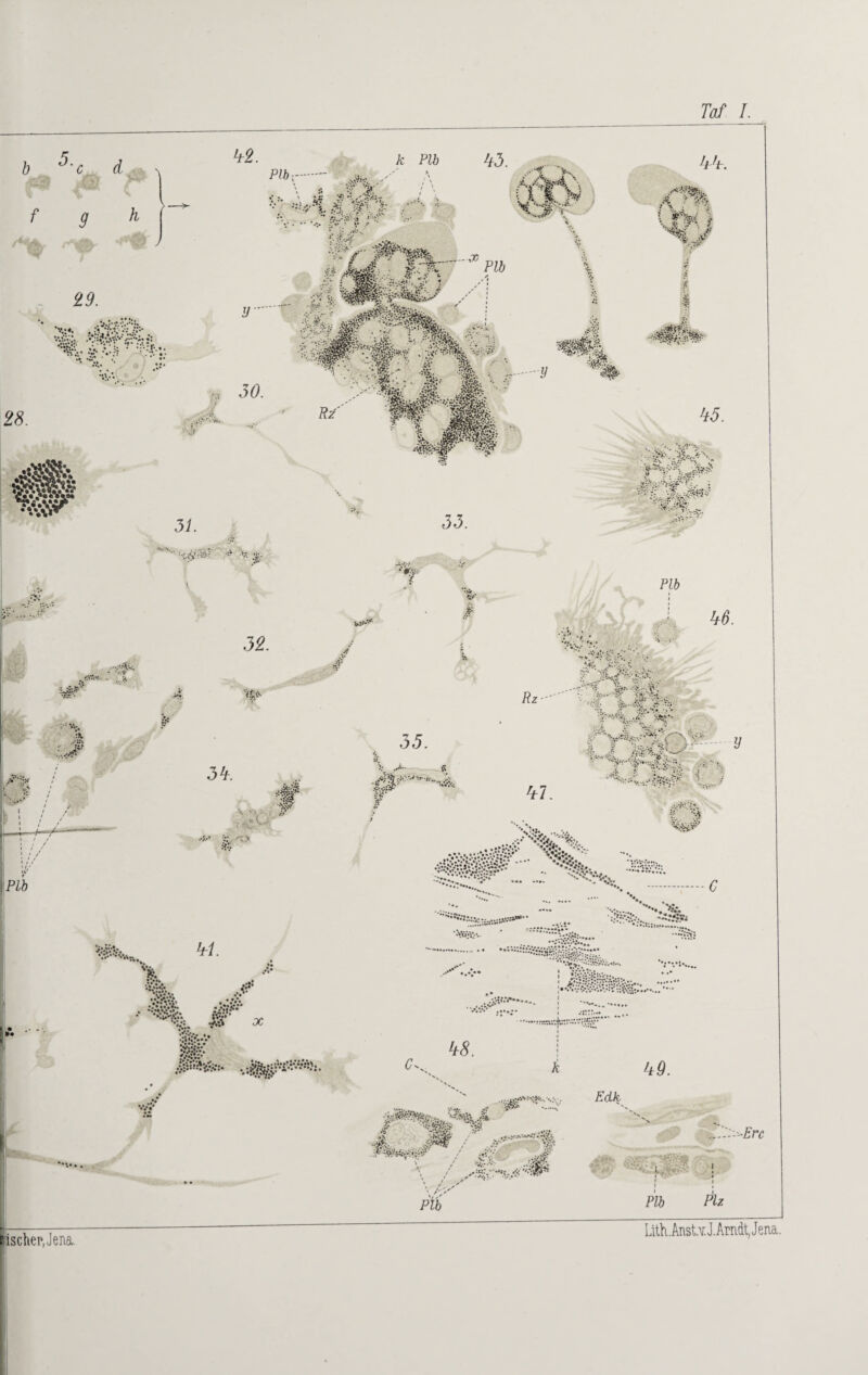 5. c d 42. f g h Plb x. \ tr S n ,'•$»- •••. •••••••; • l M W. ’£ r % X iS.'f'HT. KJ-'f X • ^ ? Ü $ \'Ä-9 i JU? 25. r . V«.** «■ •nf.. äV •.r V. • * ; :J j#; ^ III •V i.* jjcvV-' , • i, rt< > . PW * •V.*. •j* Jö. 2«. A W y VMk C; ..«fifläs. 45. - .V-,.: ■ >fK ' • . *V.\ir 31. 53.  '■ V. .£- % .£ 4/9. ..... c * * \VI, •! • ÄviV, . .’.v* >.*.*•* ••*••• ;• •••»v‘*\v**.**S. v.V-S:*•...**• i ! . .r-n*4^v . 4$. 44. 4 : ■ -•?' • irV Edk :>-£r, - • *• ; i PW Plb Piz rischer, Jena. Lith.Anst.YJ. Arndt, Jena.