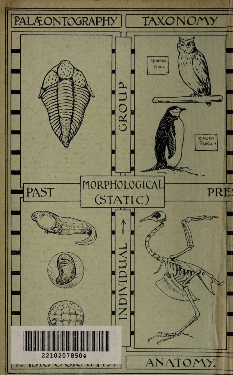 -g PAST HORMEft CWL MORPHOLOGICAL (STATIC) 22102078504 j ju; IL/ t \./ VJ- J A ✓ r | Winced Penguin pre ANATOAXX PAIAONTOGRAPHY TAXON O/AY