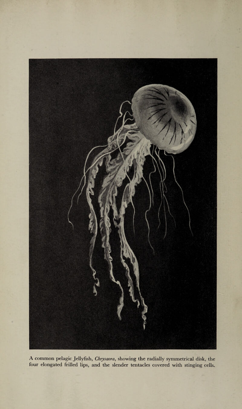 A common pelagic Jellyfish, Chrysaora, showing the radially symmetrical disk, the four elongated frilled lips, and the slender tentacles covered with stinging cells.