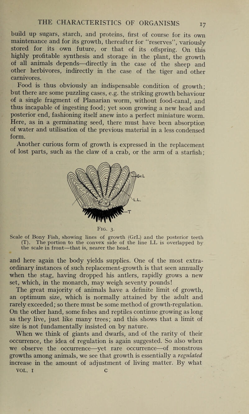 *7 build up sugars, starch, and proteins, first of course for its own maintenance and for its growth, thereafter for “reserves”, variously stored for its own future, or that of its offspring. On this highly profitable synthesis and storage in the plant, the growth of all animals depends—directly in the case of the sheep and other herbivores, indirectly in the case of the tiger and other carnivores. Food is thus obviously an indispensable condition of growth; but there are some puzzling cases, e.g. the striking growth behaviour of a single fragment of Planarian worm, without food-canal, and thus incapable of ingesting food; yet soon growing a new head and posterior end, fashioning itself anew into a perfect miniature worm. Here, as in a germinating seed, there must have been absorption of water and utilisation of the previous material in a less condensed form. Another curious form of growth is expressed in the replacement of lost parts, such as the claw of a crab, or the arm of a starfish; Fig. 3. Scale of Bony Fish, showing lines of growth (GrL) and the posterior teeth (T). The portion to the convex side of the line LL is overlapped by the scale in front—that is, nearer the head. and here again the body yields supplies. One of the most extra¬ ordinary instances of such replacement-growth is that seen annually when the stag, having dropped his antlers, rapidly grows a new set, which, in the monarch, may weigh seventy pounds! The great majority of animals have a definite limit of growth, an optimum size, which is normally attained by the adult and rarely exceeded; so there must be some method of growth-regulation. On the other hand, some fishes and reptiles continue growing as long as they live, just like many trees; and this shows that a limit of size is not fundamentally insisted on by nature. When we think of giants and dwarfs, and of the rarity of their occurrence, the idea of regulation is again suggested. So also when we observe the occurrence—yet rare occurrence—of monstrous growths among animals, we see that growth is essentially a regulated increase in the amount of adjustment of living matter. By what