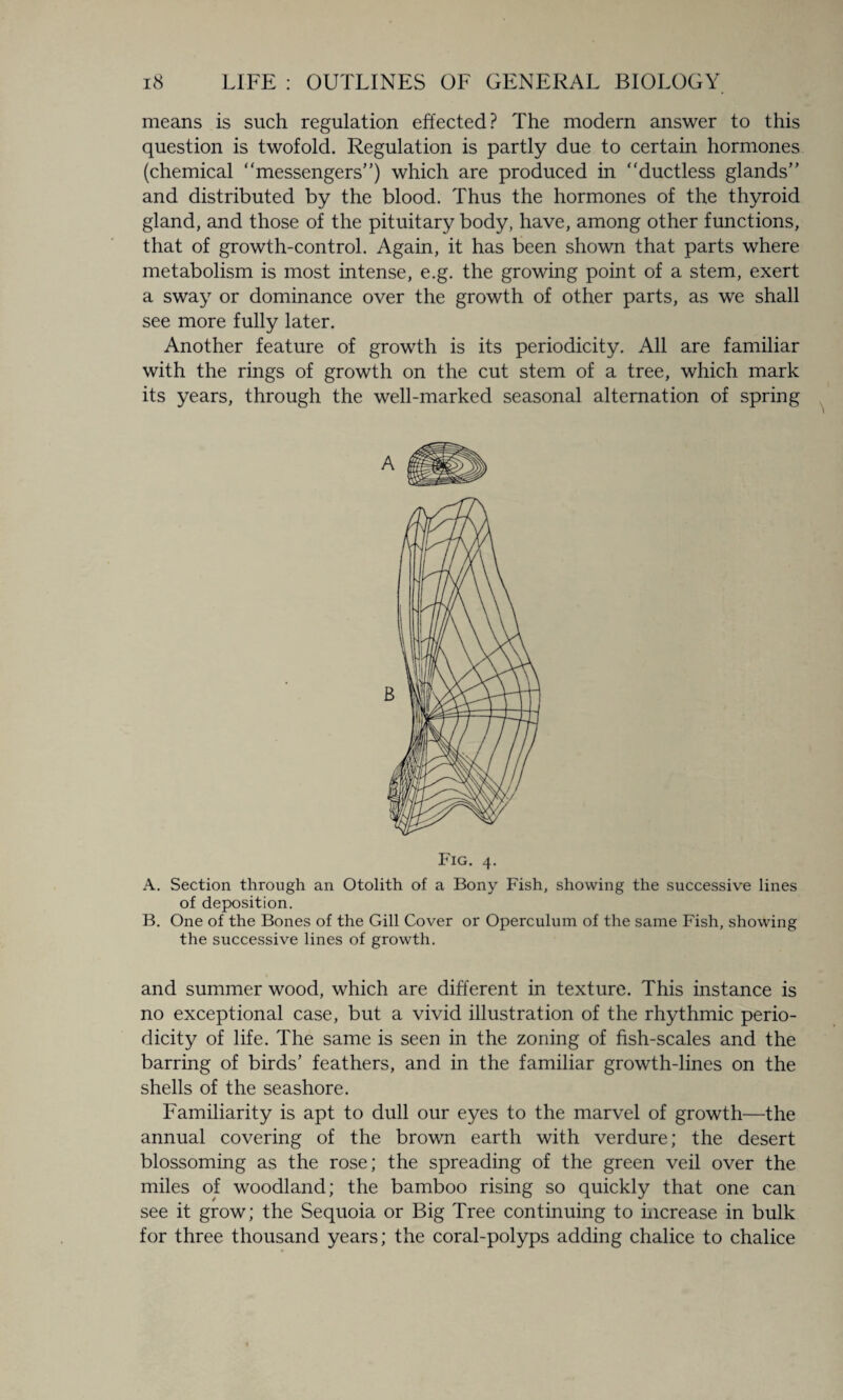 means is such regulation effected? The modern answer to this question is twofold. Regulation is partly due to certain hormones (chemical messengers) which are produced in ductless glands and distributed by the blood. Thus the hormones of the thyroid gland, and those of the pituitary body, have, among other functions, that of growth-control. Again, it has been shown that parts where metabolism is most intense, e.g. the growing point of a stem, exert a sway or dominance over the growth of other parts, as we shall see more fully later. Another feature of growth is its periodicity. All are familiar with the rings of growth on the cut stem of a tree, which mark its years, through the well-marked seasonal alternation of spring Fig. 4. A. Section through an Otolith of a Bony Fish, showing the successive lines of deposition. B. One of the Bones of the Gill Cover or Operculum of the same Fish, showing the successive lines of growth. and summer wood, which are different in texture. This instance is no exceptional case, but a vivid illustration of the rhythmic perio¬ dicity of life. The same is seen in the zoning of fish-scales and the barring of birds’ feathers, and in the familiar growth-lines on the shells of the seashore. Familiarity is apt to dull our eyes to the marvel of growth—the annual covering of the brown earth with verdure; the desert blossoming as the rose; the spreading of the green veil over the miles of woodland; the bamboo rising so quickly that one can see it grow; the Sequoia or Big Tree continuing to increase in bulk for three thousand years; the coral-polyps adding chalice to chalice