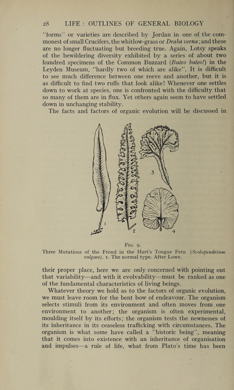 “forms” or varieties are described, by Jordan in one of the com¬ monest of small Crucifers, the whitlow-grass or Draba verna; and these are no longer fluctuating but breeding true. Again, Lotsy speaks of the bewildering diversity exhibited by a series of about two hundred specimens of the Common Buzzard (Buteo buteo!) in the Leyden Museum, “hardly two of which are alike”. It is difficult to see much difference between one reeve and another, but it is as difficult to find two ruffs that look alike! Whenever one settles down to work at species, one is confronted with the difficulty that so many of them are in flux. Yet others again seem to have settled down in unchanging stability. The facts and factors of organic evolution will be discussed in Fig. g. Three Mutations of the Frond in the Hart’s Tongue Fern (Scolopendrium vulgare). i. The normal type. After Lowe. their proper place, here we are only concerned with pointing out that variability—and with it evolvability—must be ranked as one of the fundamental characteristics of living beings. Whatever theory we hold as to the factors of organic evolution, we must leave room for the bent bow of endeavour. The organism selects stimuli from its environment and often moves from one environment to another; the organism is often experimental, moulding itself by its efforts; the organism tests the newnesses of its inheritance in its ceaseless trafficking with circumstances. The organism is what some have called a “historic being”, meaning that it comes into existence with an inheritance of organisation and impulses—a rule of life, what from Plato’s time has been