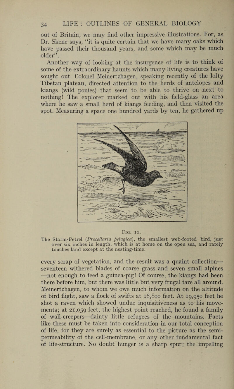 out of Britain, we may find other impressive illustrations, bor, as Dr. Skene says, “it is quite certain that we have many oaks which have passed their thousand years, and some which may be much older”. Another way of looking at the insurgenee of life is to think of some of the extraordinary haunts which many living creatures have sought out. Colonel Meinertzhagen, speaking recently of the lofty Tibetan plateau, directed attention to the herds of antelopes and kiangs (wild ponies) that seem to be able to thrive on next to nothing! The explorer marked out with his field-glass an area where he saw a small herd of kiangs feeding, and then visited the spot. Measuring a space one hundred yards by ten, he gathered up Fig. io. The Storm-Petrel (Procellaria pelagica), the smallest web-footed bird, just over six inches in length, which is at home on the open sea, and rarely touches land except at the nesting-time. every scrap of vegetation, and the result was a quaint collection— seventeen withered blades of coarse grass and seven small alpines —not enough to feed a guinea-pig! Of course, the kiangs had been there before him, but there was little but very frugal fare all around. Meinertzhagen, to whom we owe much information on the altitude of bird flight, saw a flock of swifts at 18,800 feet. At 19,950 feet he shot a raven which showed undue inquisitiveness as to his move¬ ments; at 21,059 feet, the highest point reached, he found a family of wall-creepers—dainty little refugees of the mountains. Facts like these must be taken into consideration in our total conception of life, for they are surely as essential to the picture as the semi¬ permeability of the cell-membrane, or any other fundamental fact of life-structure. No doubt hunger is a sharp spur; the impelling