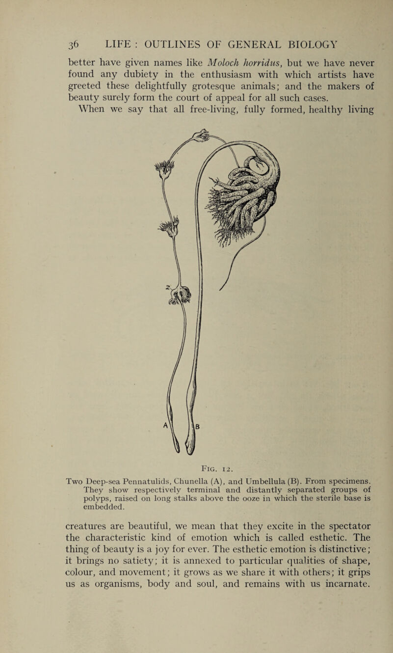 better have given names like Moloch horridus, but we have never found any dubiety in the enthusiasm with which artists have greeted these delightfully grotesque animals; and the makers of beauty surely form the court of appeal for all such cases. When we say that all free-living, fully formed, healthy living Fig. 12. Two Deep-sea Pennatulids, Chunella (A), and Umbellula (B). From specimens. They show respectively terminal and distantly separated groups of polyps, raised on long stalks above the ooze in which the sterile base is embedded. creatures are beautiful, we mean that they excite in the spectator the characteristic kind of emotion which is called esthetic. The thing of beauty is a joy for ever. The esthetic emotion is distinctive; it brings no satiety; it is annexed to particular qualities of shape, colour, and movement; it grows as we share it with others; it grips us as organisms, body and soul, and remains with us incarnate.