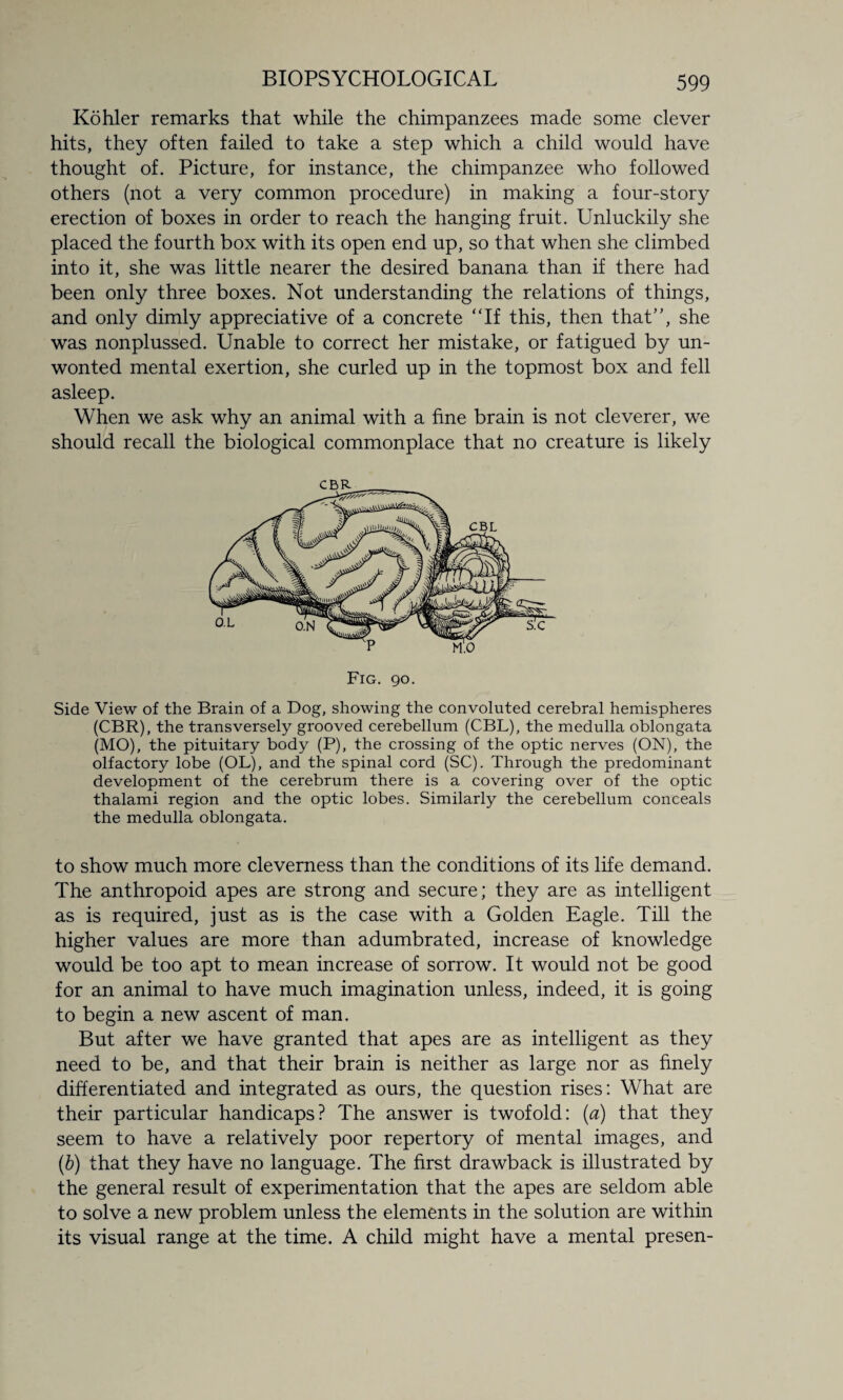 Kohler remarks that while the chimpanzees made some clever hits, they often failed to take a step which a child would have thought of. Picture, for instance, the chimpanzee who followed others (not a very common procedure) in making a four-story erection of boxes in order to reach the hanging fruit. Unluckily she placed the fourth box with its open end up, so that when she climbed into it, she was little nearer the desired banana than if there had been only three boxes. Not understanding the relations of things, and only dimly appreciative of a concrete “If this, then that”, she was nonplussed. Unable to correct her mistake, or fatigued by un¬ wonted mental exertion, she curled up in the topmost box and fell asleep. When we ask why an animal with a fine brain is not cleverer, we should recall the biological commonplace that no creature is likely Fig. 90. Side View of the Brain of a Dog, showing the convoluted cerebral hemispheres (CBR), the transversely grooved cerebellum (CBL), the medulla oblongata (MO), the pituitary body (P), the crossing of the optic nerves (ON), the olfactory lobe (OL), and the spinal cord (SC). Through the predominant development of the cerebrum there is a covering over of the optic thalami region and the optic lobes. Similarly the cerebellum conceals the medulla oblongata. to show much more cleverness than the conditions of its life demand. The anthropoid apes are strong and secure; they are as intelligent as is required, just as is the case with a Golden Eagle. Till the higher values are more than adumbrated, increase of knowledge would be too apt to mean increase of sorrow. It would not be good for an animal to have much imagination unless, indeed, it is going to begin a new ascent of man. But after we have granted that apes are as intelligent as they need to be, and that their brain is neither as large nor as finely differentiated and integrated as ours, the question rises: What are their particular handicaps? The answer is twofold: [a) that they seem to have a relatively poor repertory of mental images, and (b) that they have no language. The first drawback is illustrated by the general result of experimentation that the apes are seldom able to solve a new problem unless the elements in the solution are within its visual range at the time. A child might have a mental presen-
