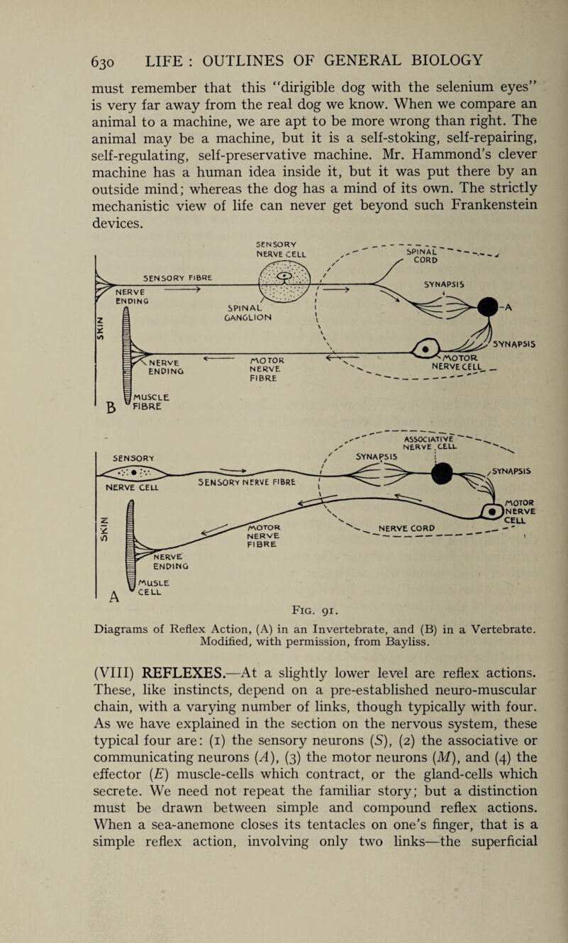 must remember that this dirigible dog with the selenium eyes” is very far away from the real dog we know. When we compare an animal to a machine, we are apt to be more wrong than right. The animal may be a machine, but it is a self-stoking, self-repairing, self-regulating, self-preservative machine. Mr. Hammond’s clever machine has a human idea inside it, but it was put there by an outside mind; whereas the dog has a mind of its own. The strictly mechanistic view of life can never get beyond such Frankenstein devices. Diagrams of Reflex Action, (A) in an Invertebrate, and (B) in a Vertebrate. Modified, with permission, from Bayliss. (VIII) REFLEXES.—At a slightly lower level are reflex actions. These, like instincts, depend on a pre-established neuro-muscular chain, with a varying number of links, though typically with four. As we have explained in the section on the nervous system, these typical four are: (i) the sensory neurons (S), (2) the associative or communicating neurons (A), (3) the motor neurons (M), and (4) the effector (E) muscle-cells which contract, or the gland-cells which secrete. We need not repeat the familiar story; but a distinction must be drawn between simple and compound reflex actions. When a sea-anemone closes its tentacles on one’s finger, that is a simple reflex action, involving only two links—the superficial